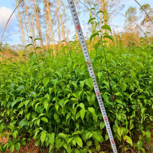 灵山县岗梅根苗 天星木苗杯苗