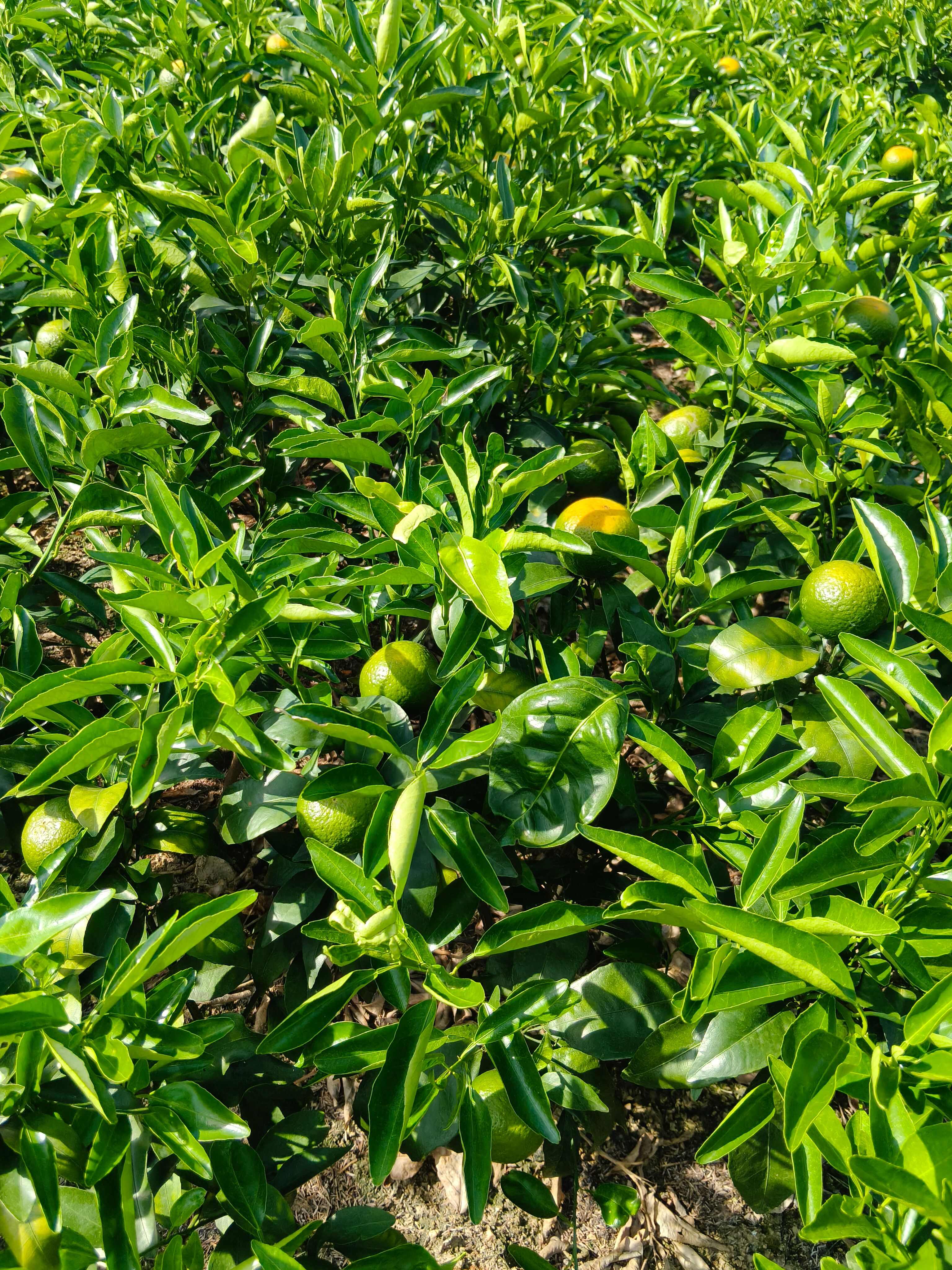 带果有仔沃柑移栽苗，种值一年挂果，栽种方便无需担忧盘根问题