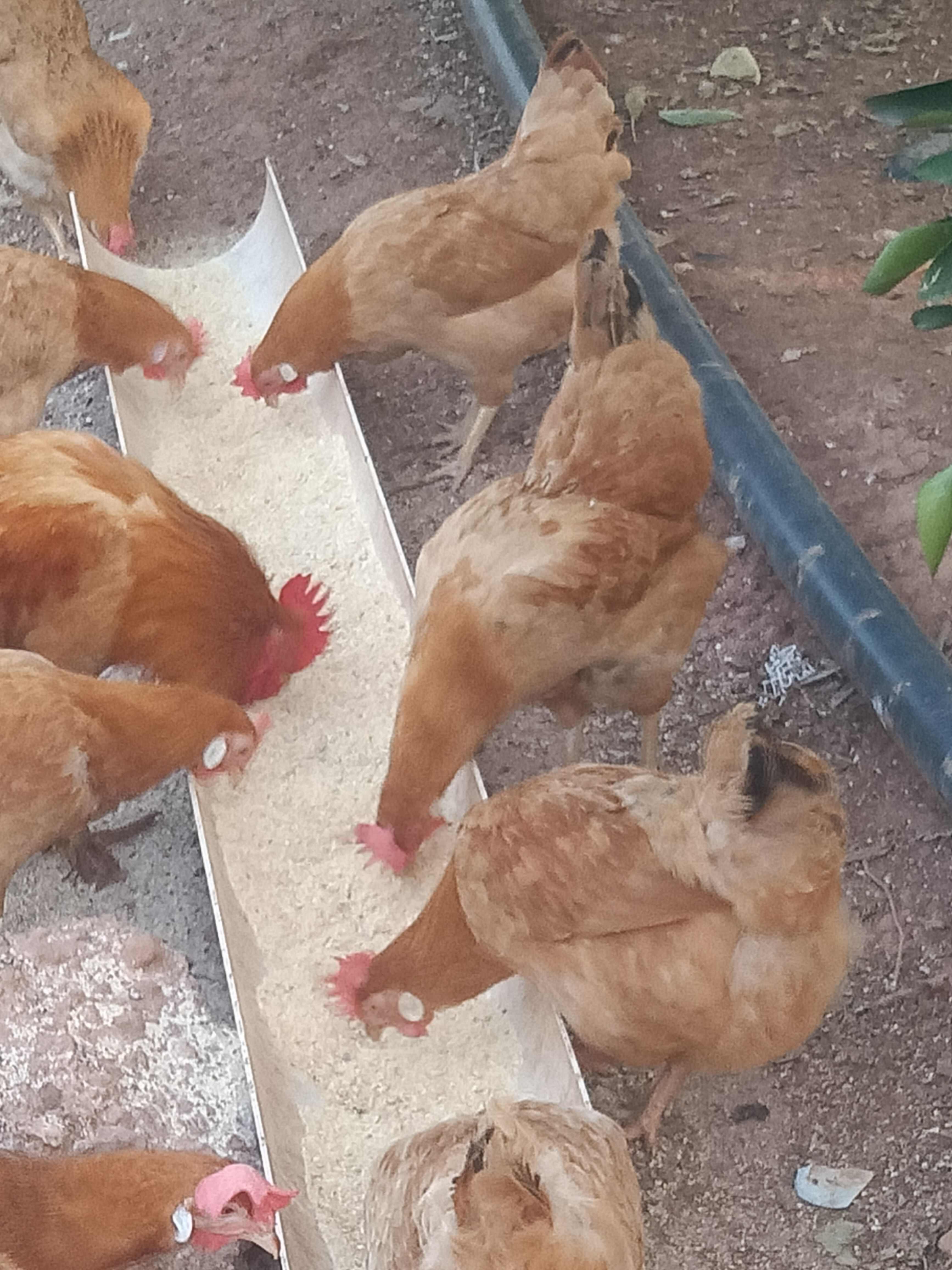 十五个月白耳鸡