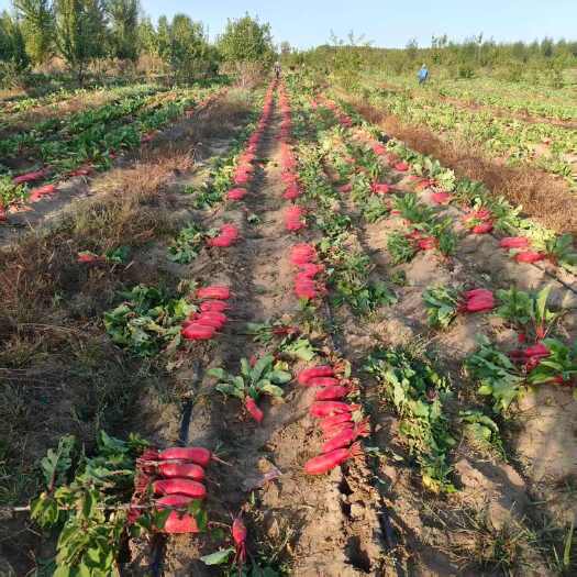 扎鲁特旗红水萝卜