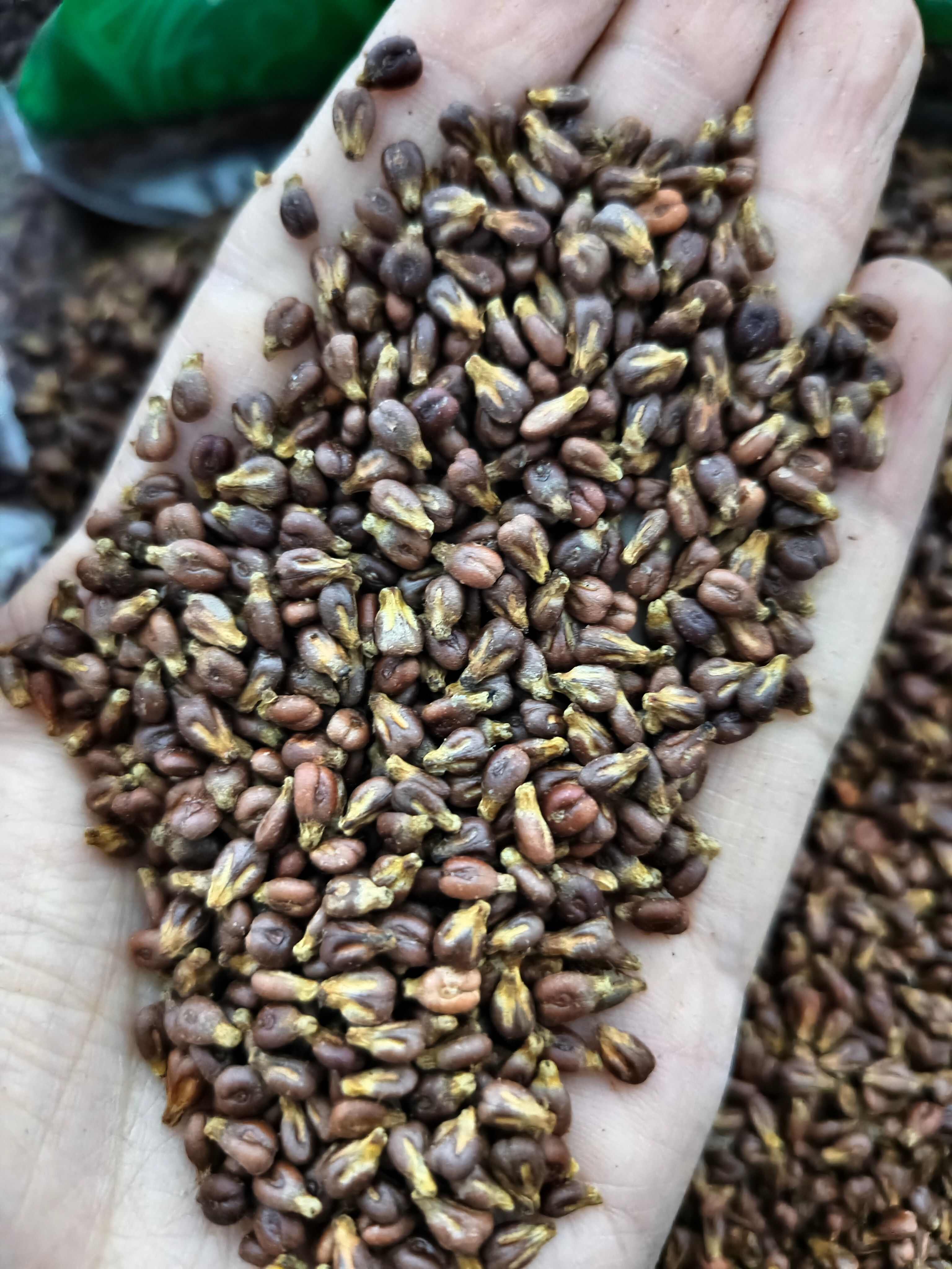 葡萄籽 干净葡萄籽 批发零售 量大从优