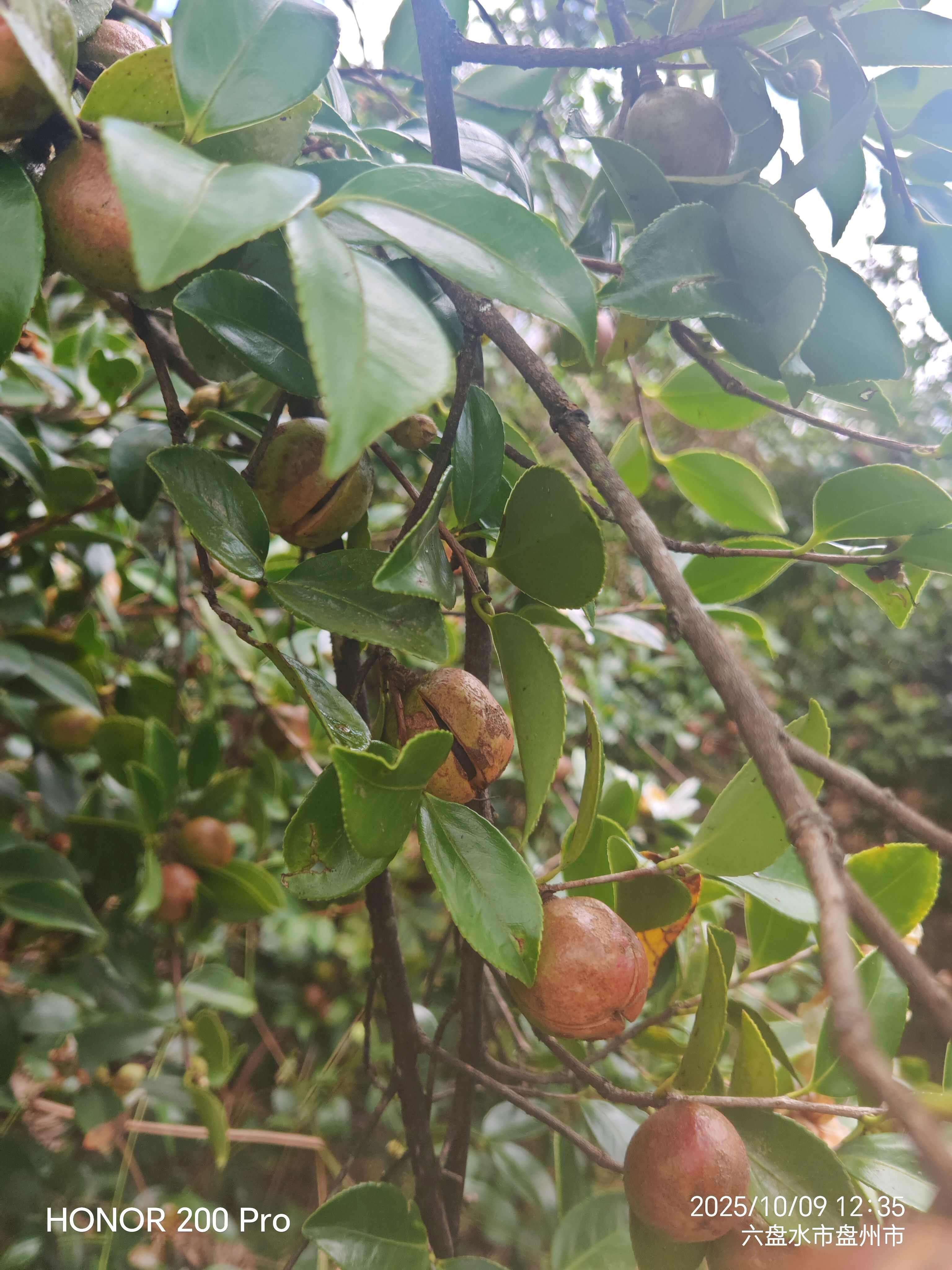油菜籽鲜果