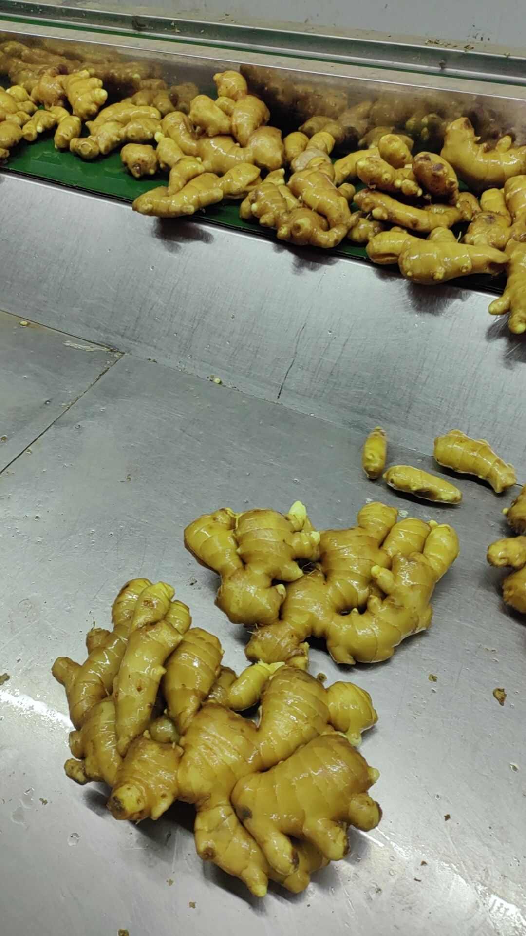 山东优质水洗姜