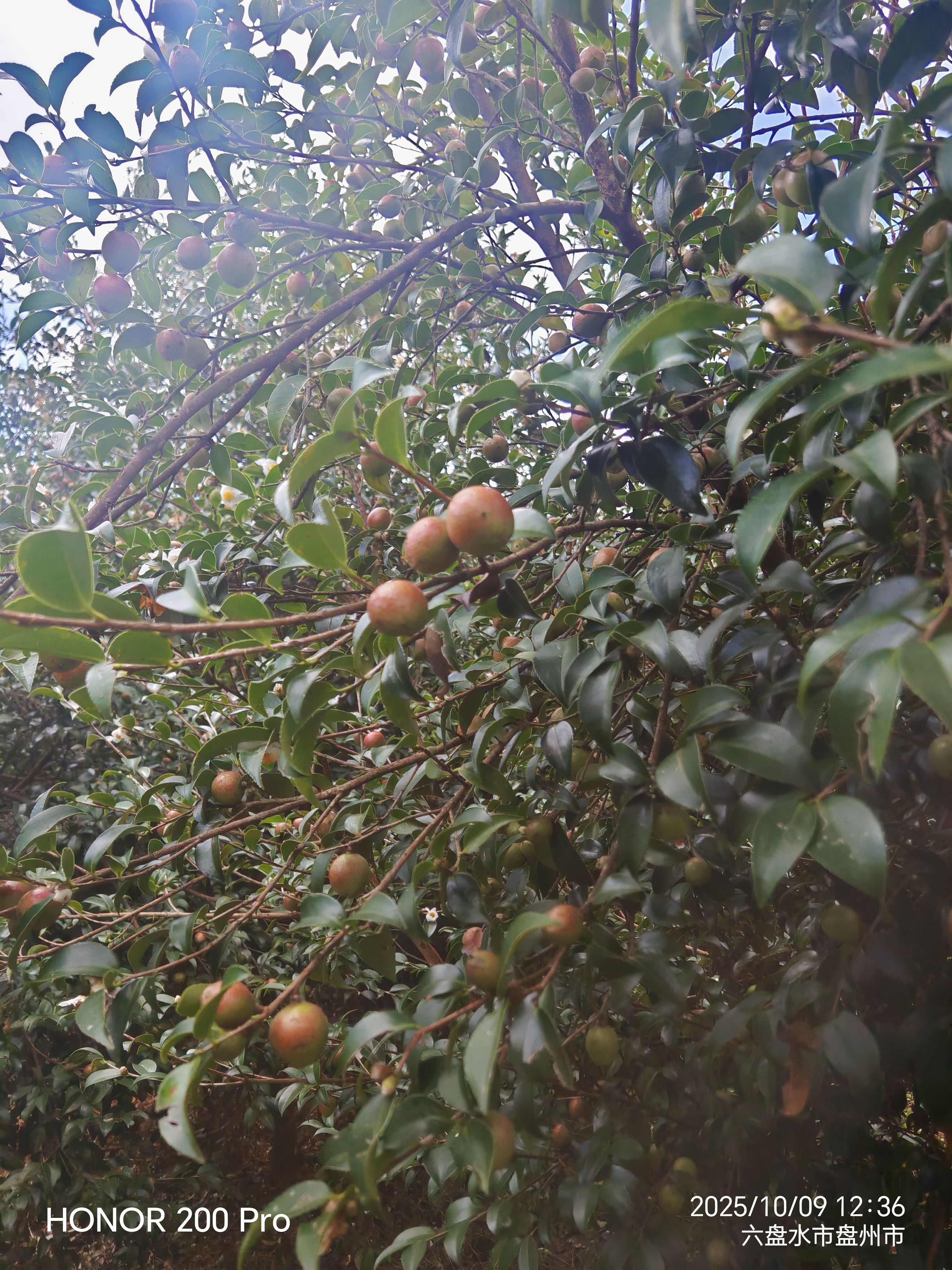 油菜籽鲜果