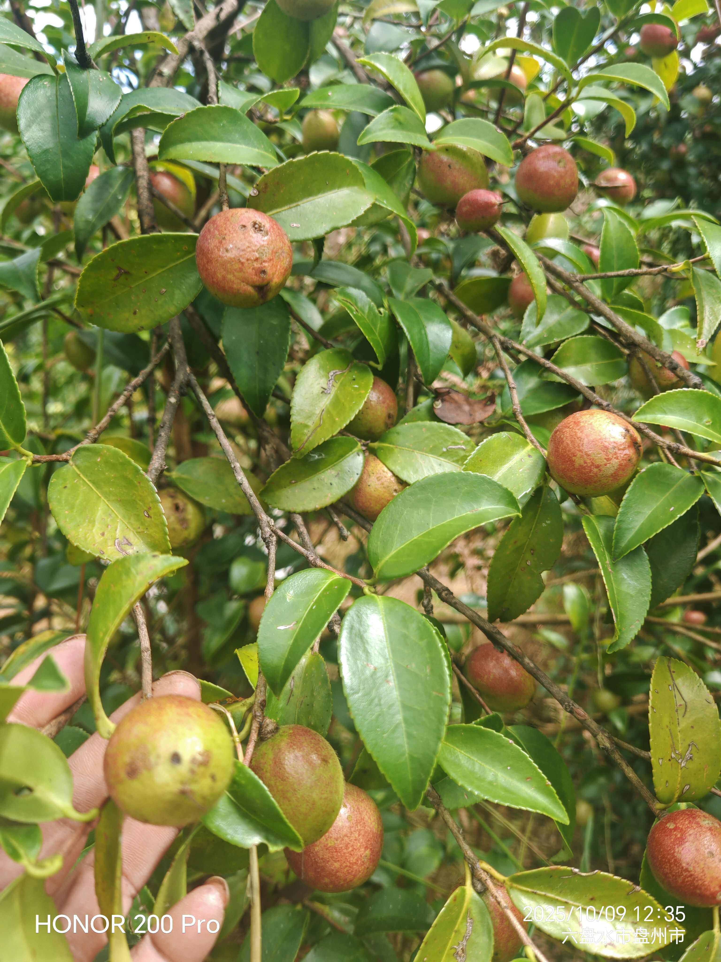 油菜籽鲜果