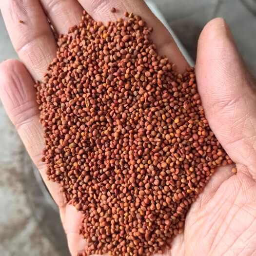 亳州楮实子 正品无硫楮实子【假一赔十】