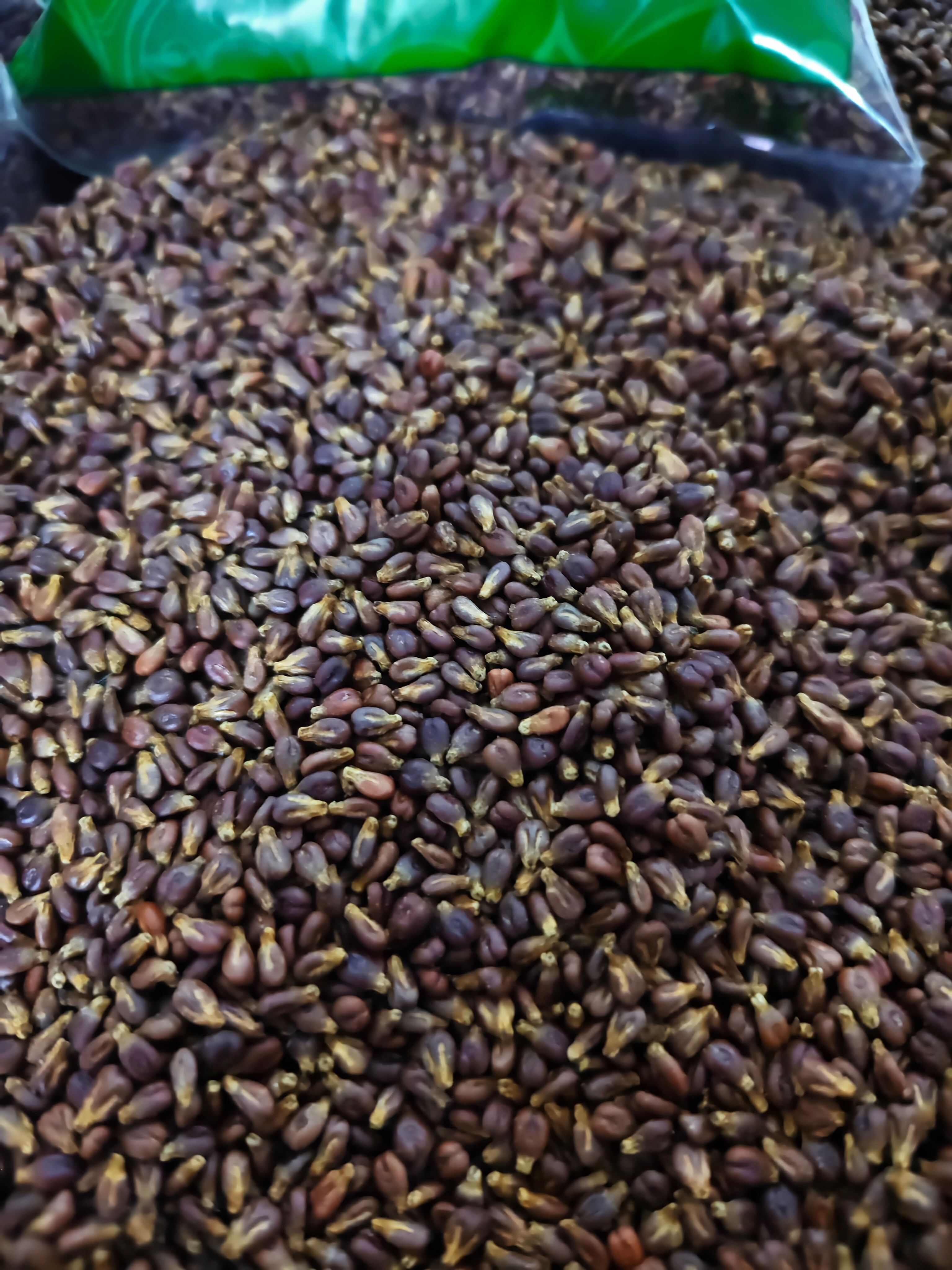 葡萄籽 干净葡萄籽 批发零售 量大从优