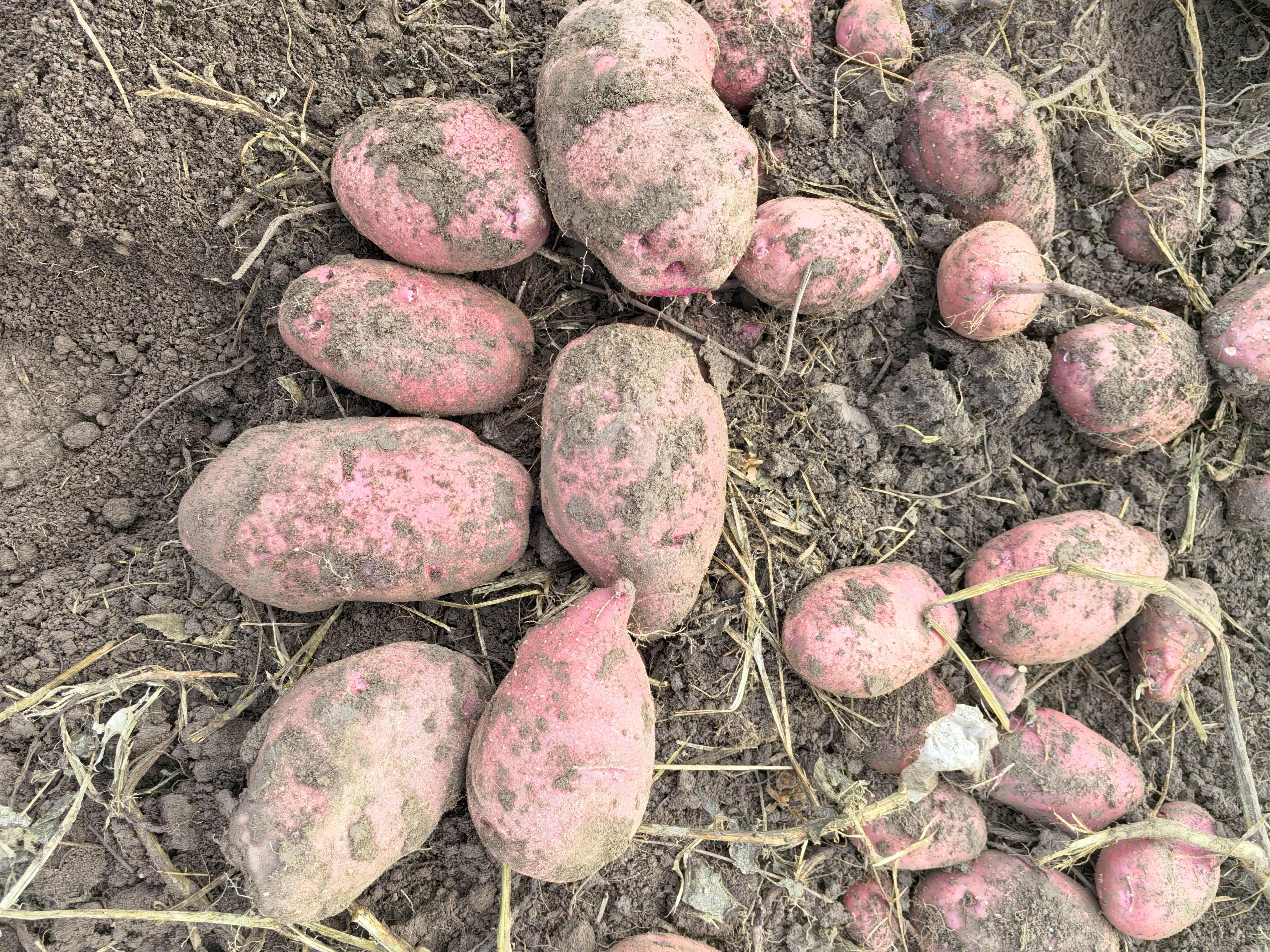 青薯9号，种植户4两以上