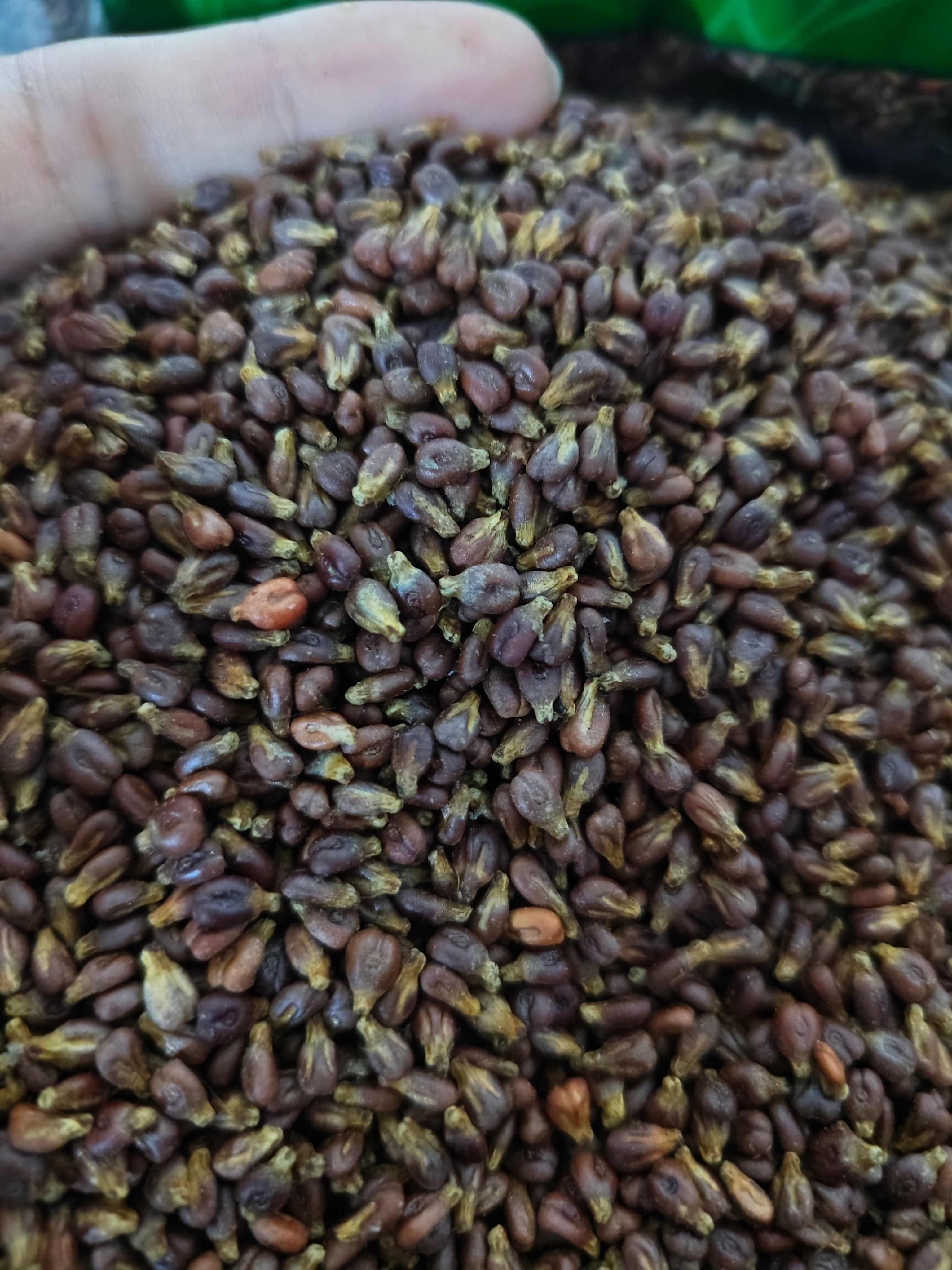 葡萄籽 干净葡萄籽 批发零售 量大从优