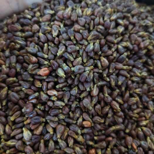 安国市葡萄籽 干净葡萄籽 批发零售 量大从优