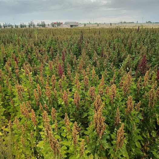 都兰县三色藜麦