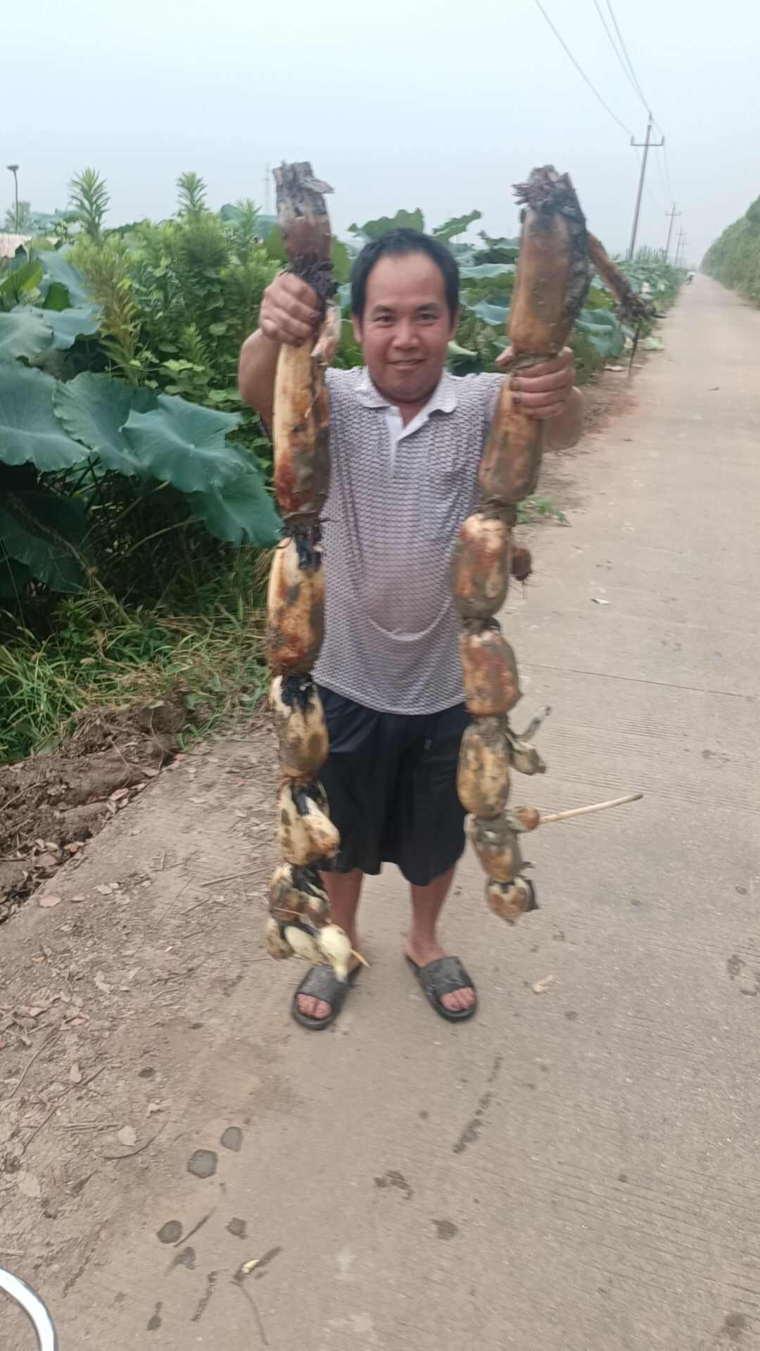莲藕