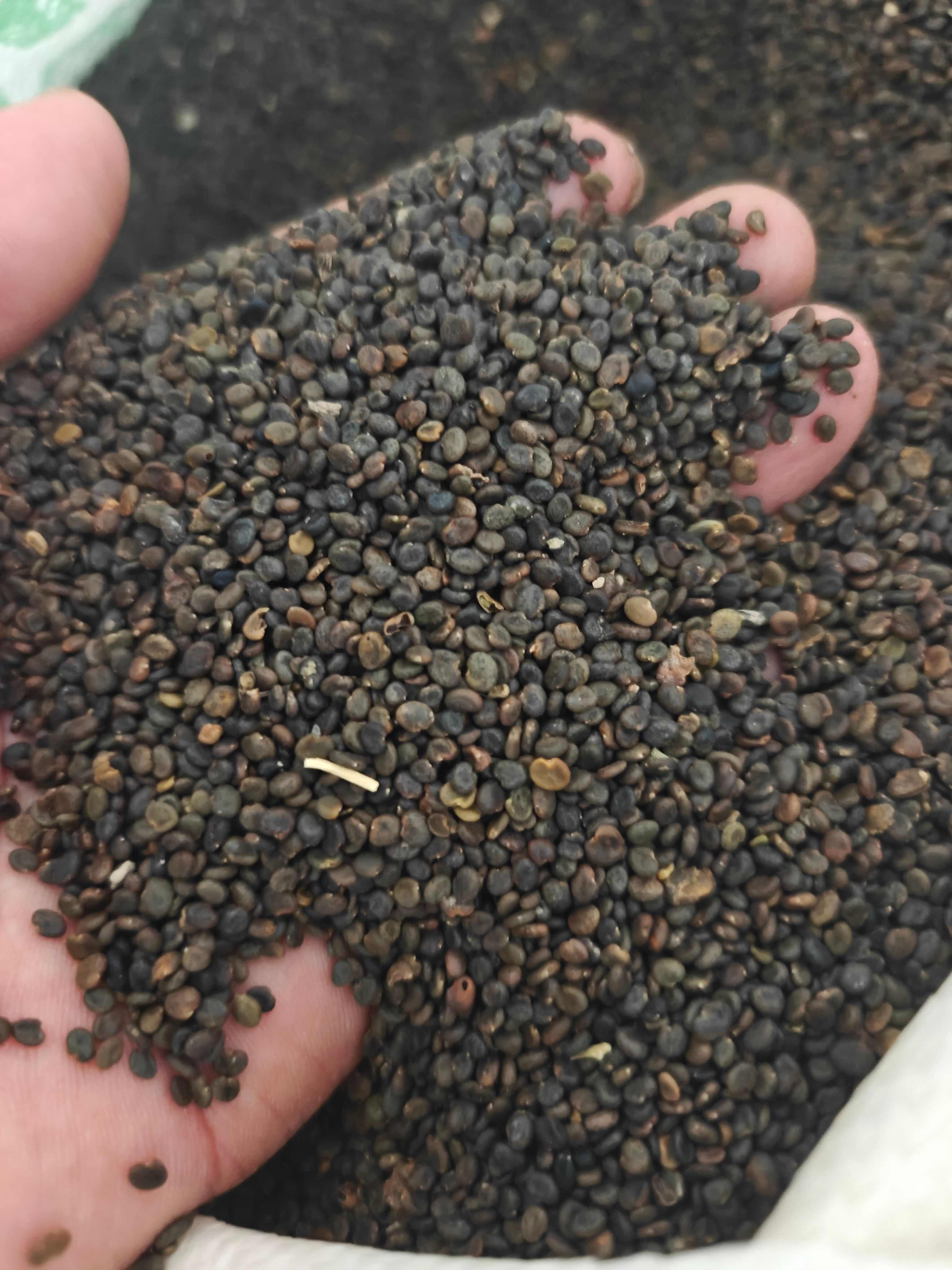 黄芪种子2025新种子