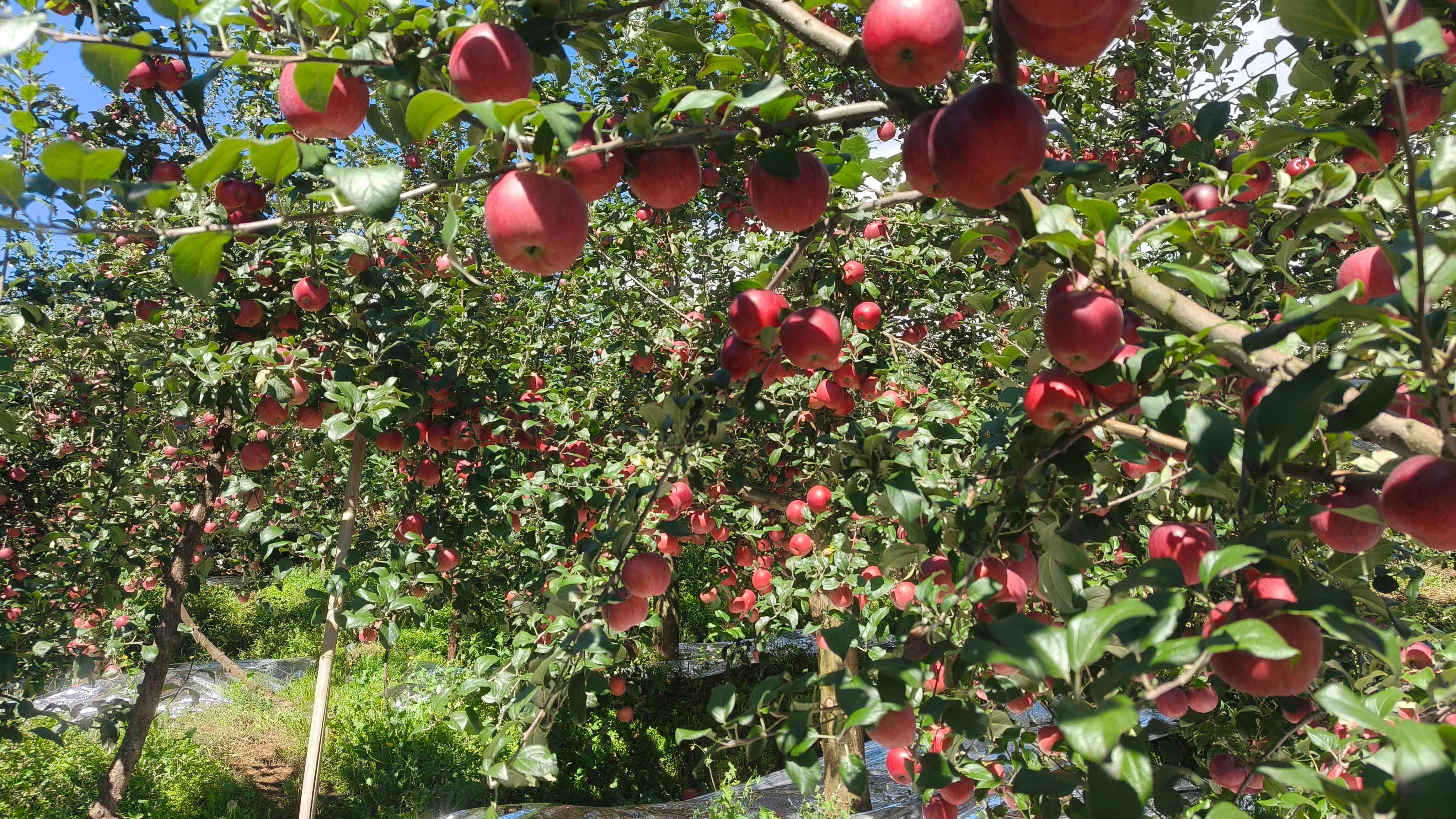 昭通新世纪苹果，下园，价格可谈。