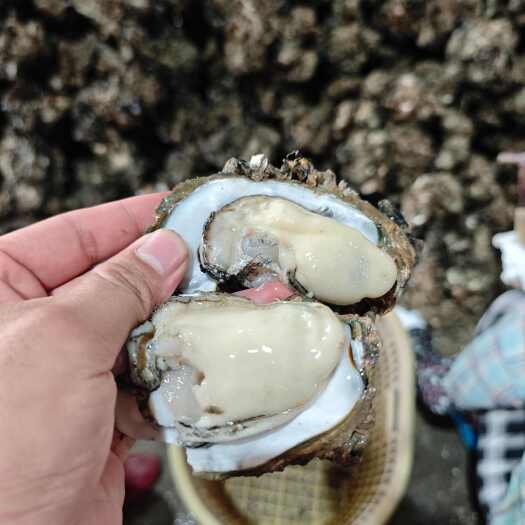 湛江生蚝湛江白蚝白肉生蚝湛江烧烤生蚝批发湛江生蚝价格
