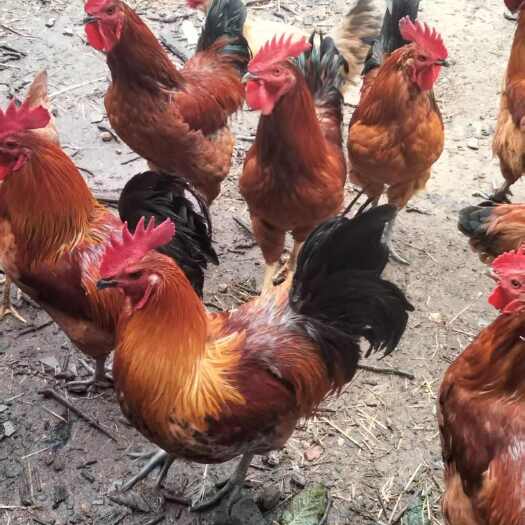 曲阜市农家笨鸡，麻鸡，红玉