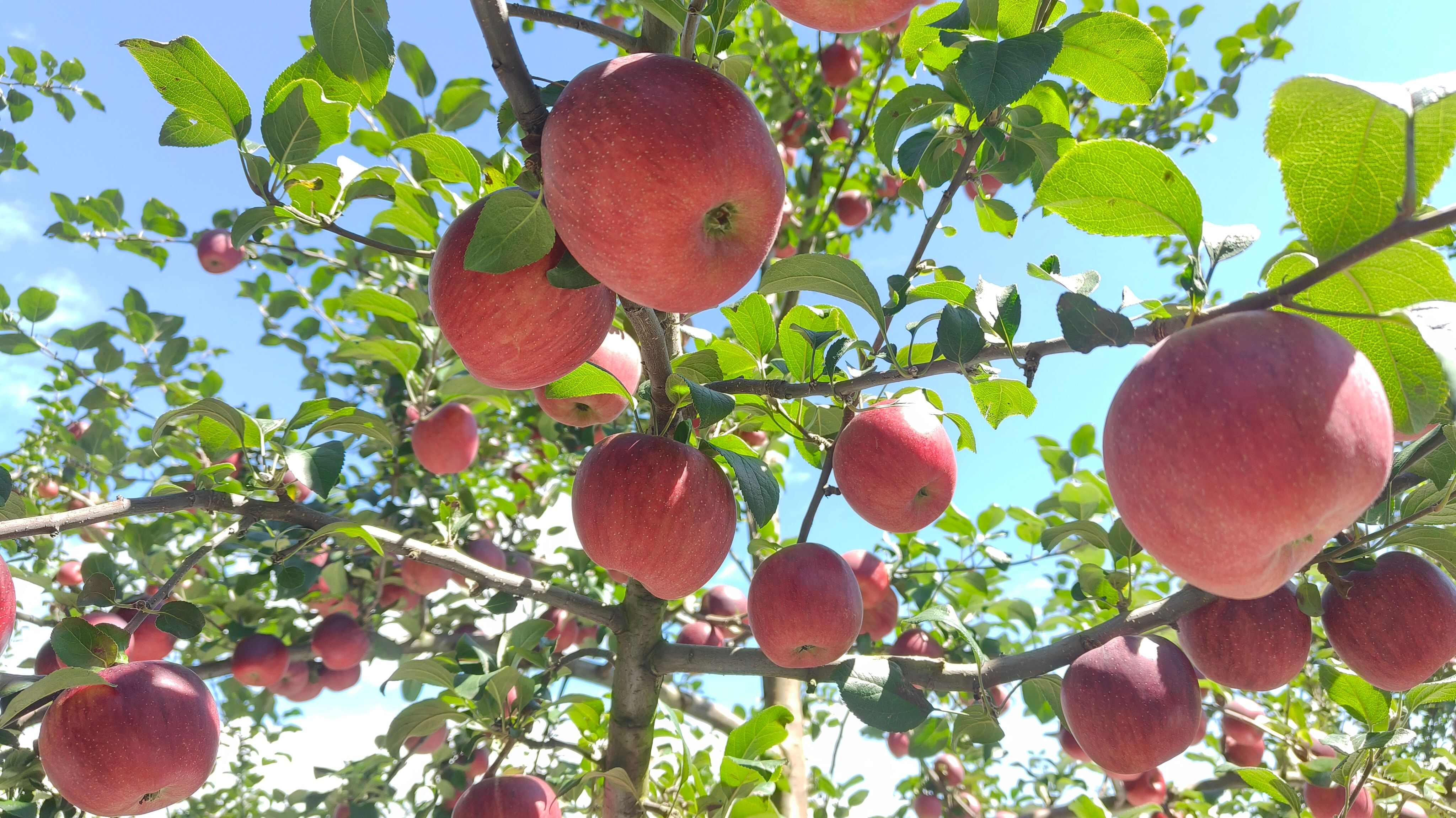 昭通新世纪苹果，下园，价格可谈。
