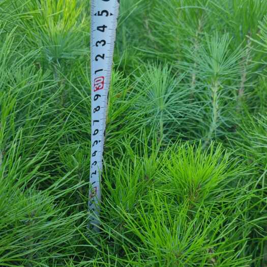 中方县2025年马尾松20至30厘米的马尾松