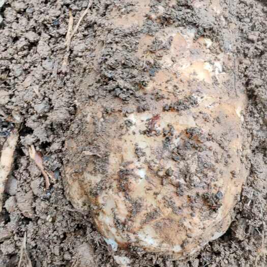 彝良县云南昭通市彝良县小草坝乌天麻