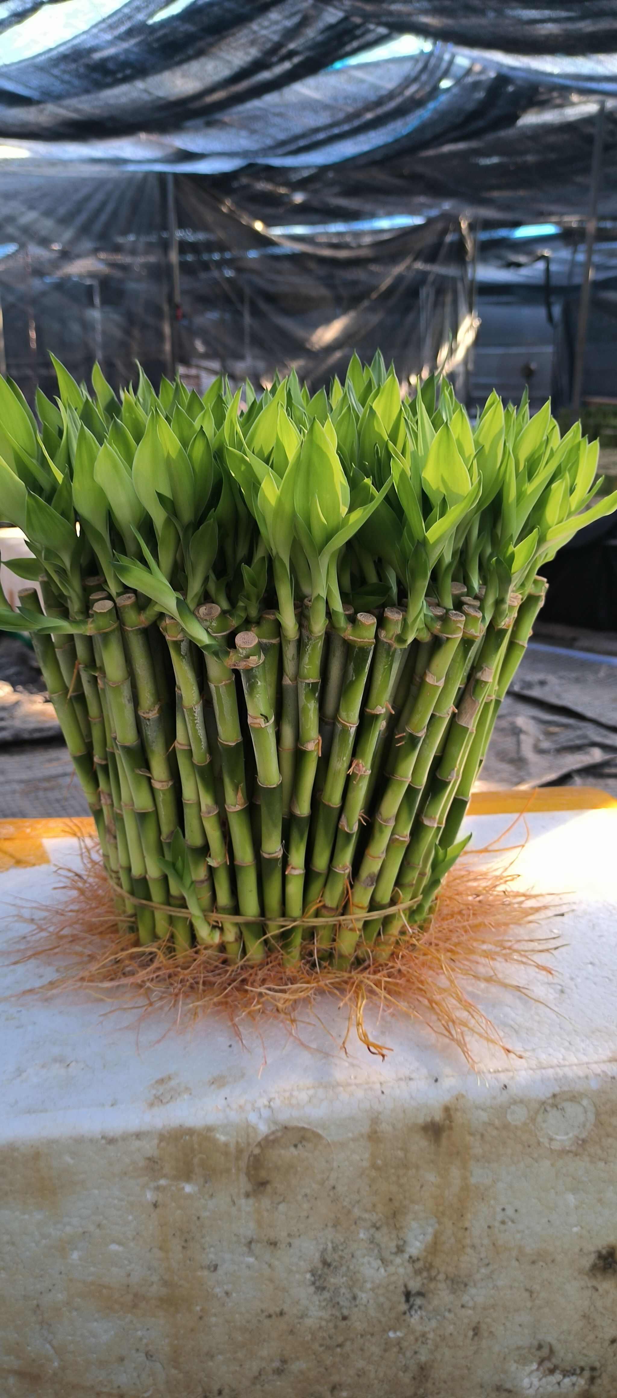 富贵竹，观音竹