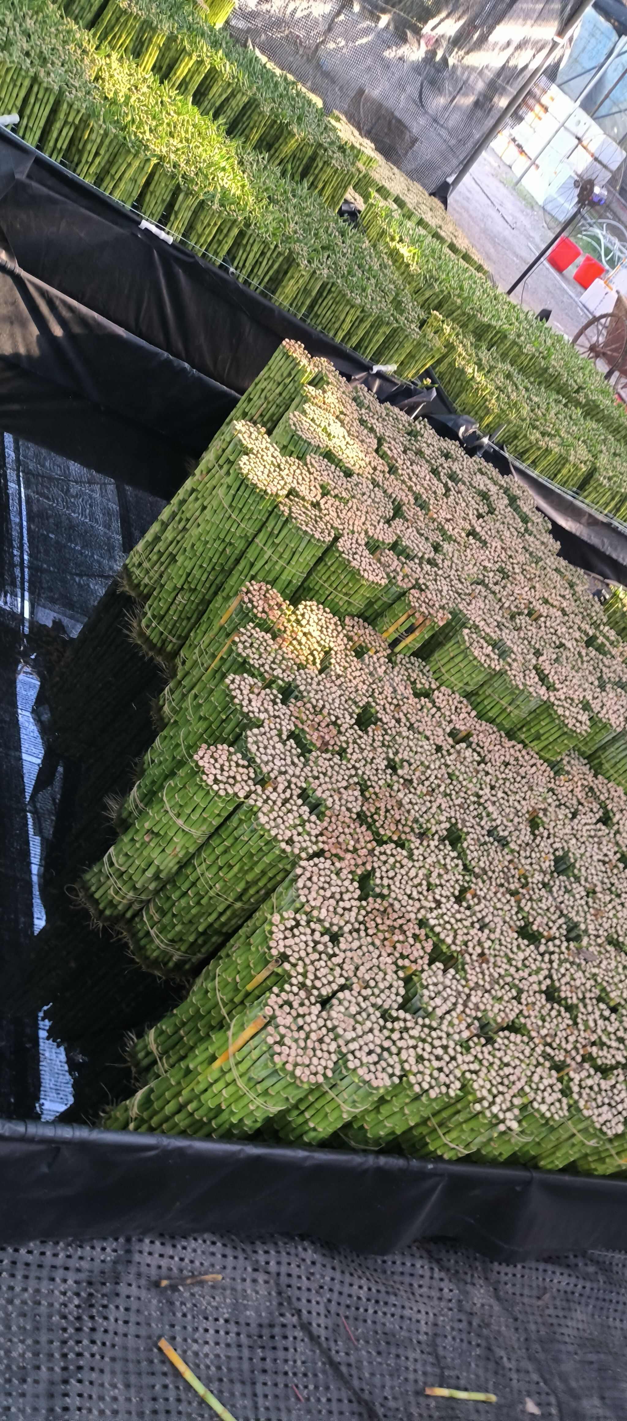 富贵竹，观音竹