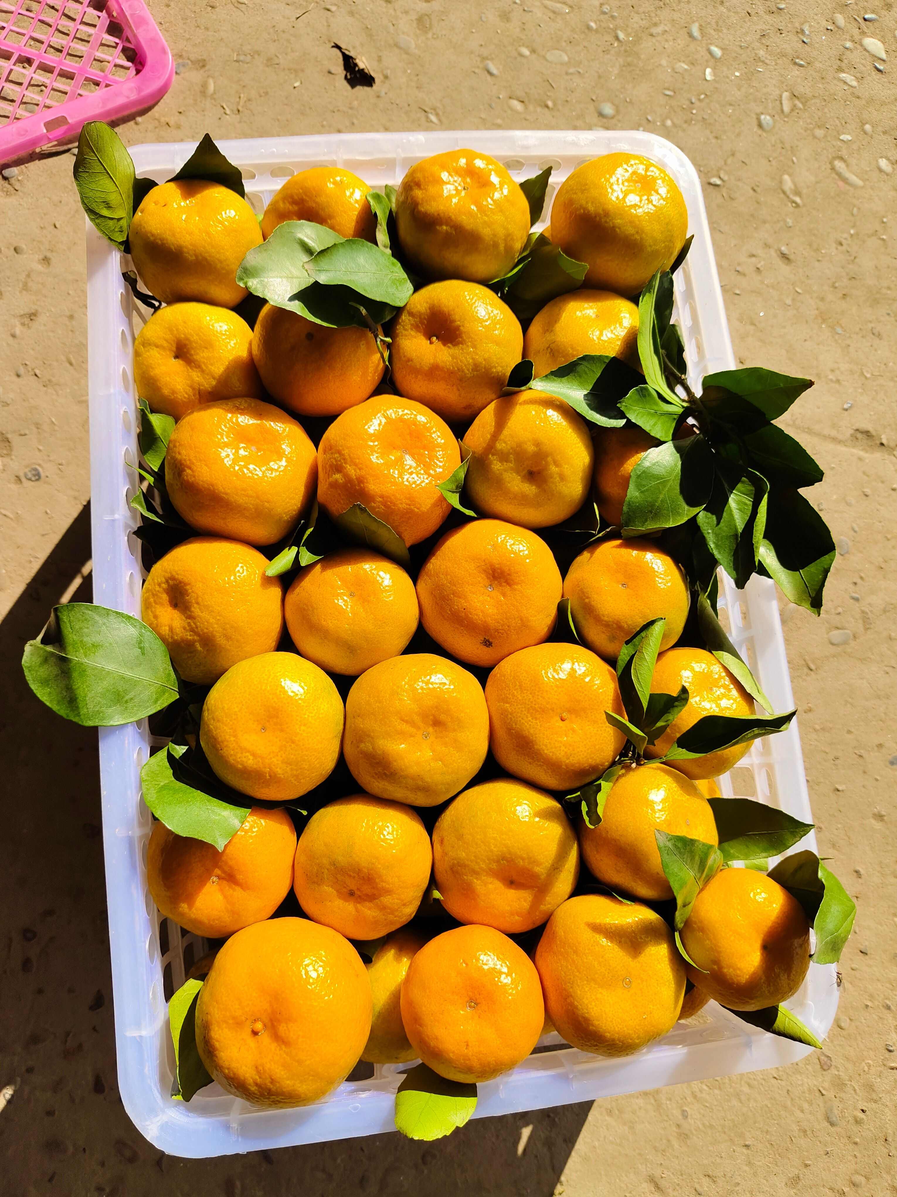 早熟蜜橘个头大口感甜电商货市场货出口货全国发货