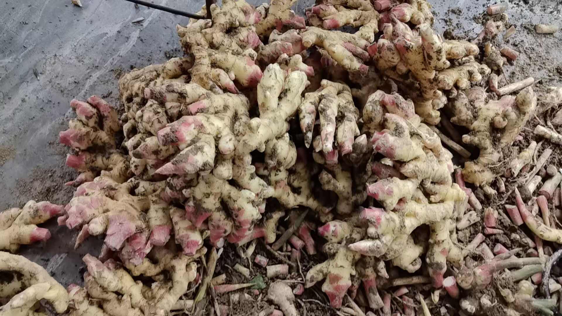 贵州遵义大黄姜 带土新鲜生姜