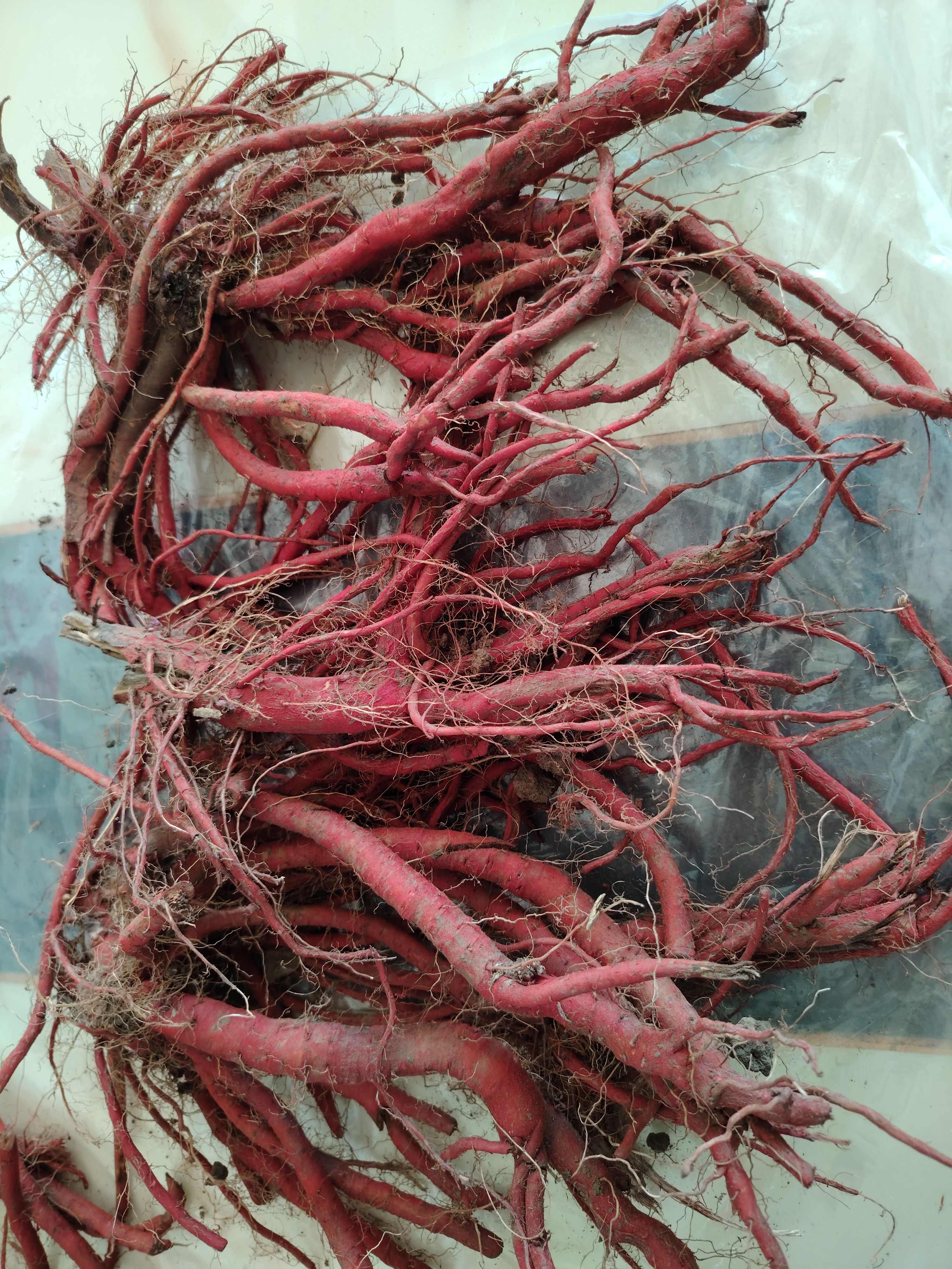 黑龙江双城区种植紫花丹参1230庙丰收480万斤待销售