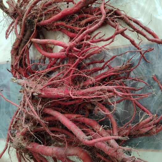 黑龙江双城区种植紫花丹参1230庙丰收480万斤待销售