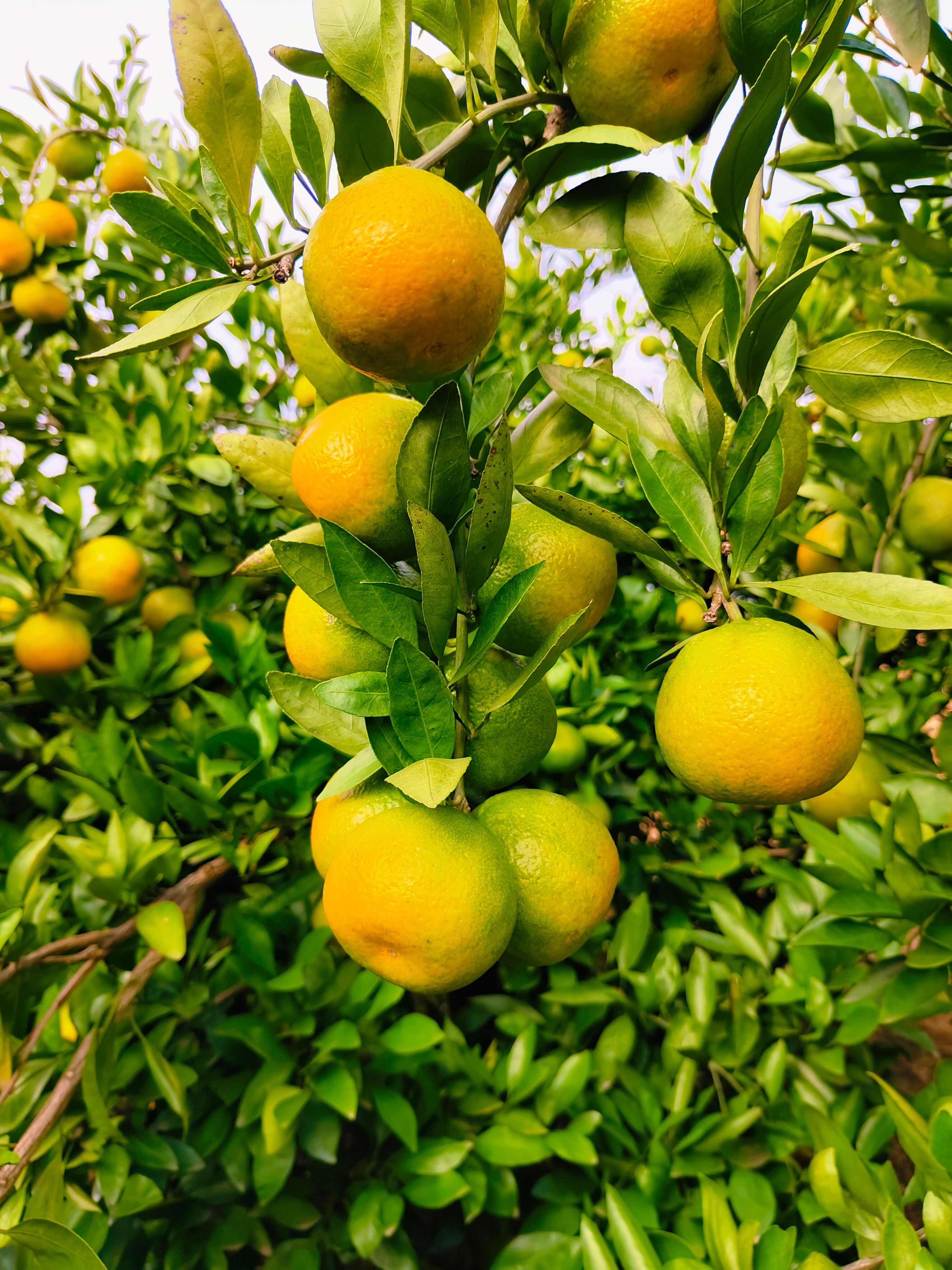 早熟蜜橘个头大口感甜电商货市场货出口货全国发货