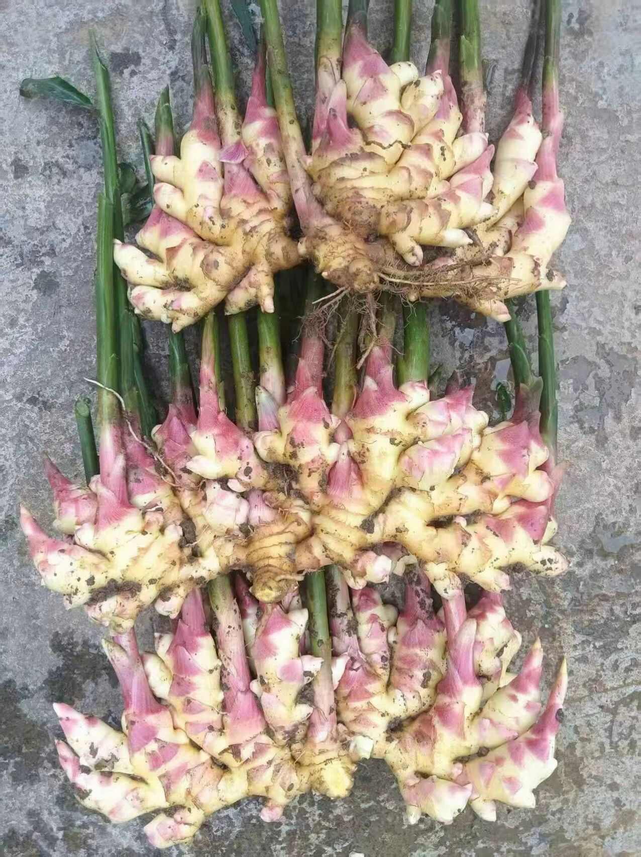 出售贵州二黄姜