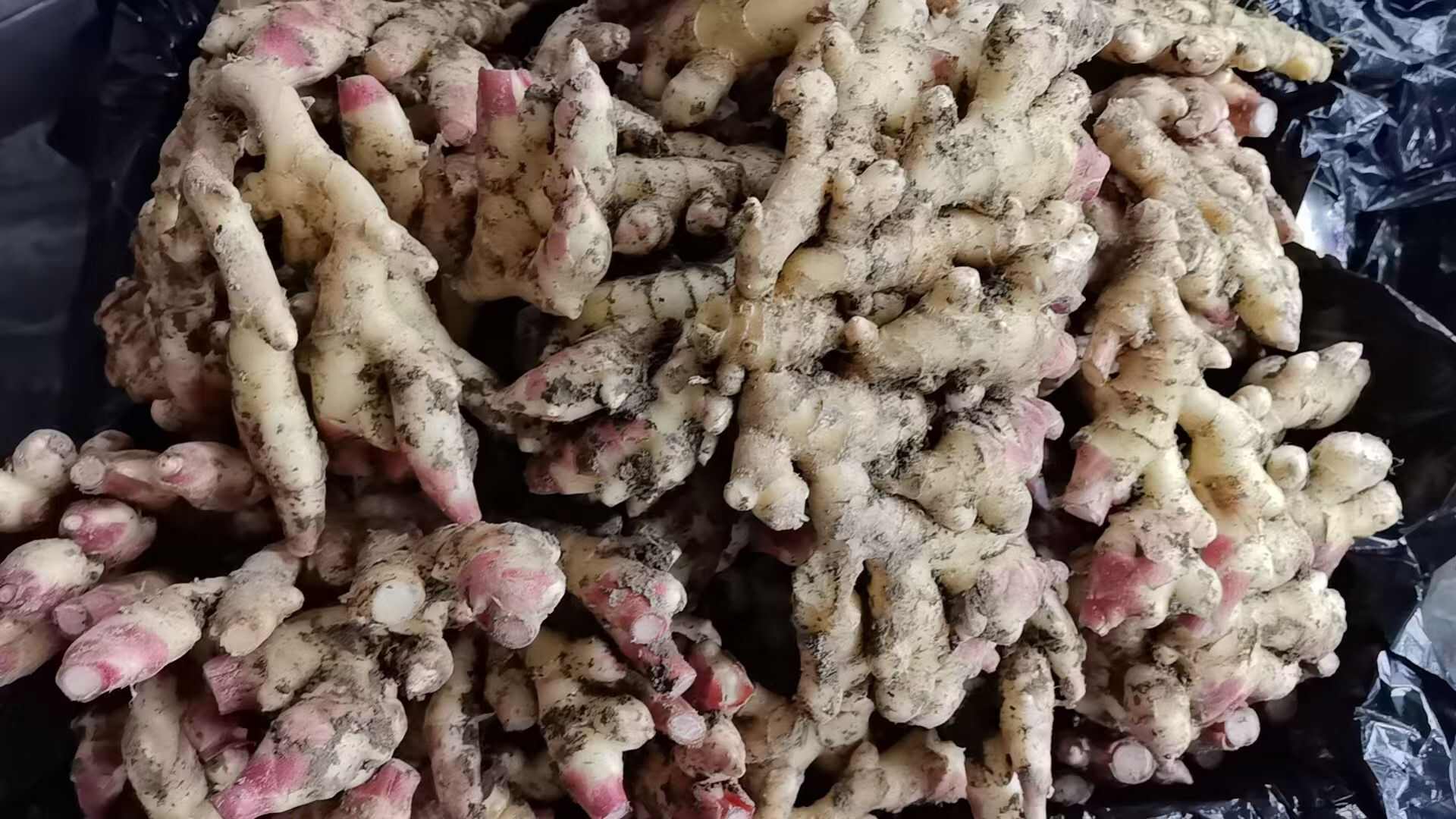贵州遵义大黄姜 带土新鲜生姜