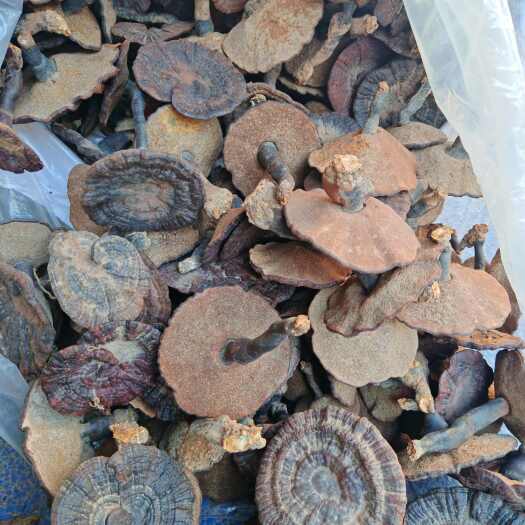 寻乌县大森林紫灵芝 深山林下黑灵芝 风吹雨淋日晒带泥沙丑灵芝味不苦