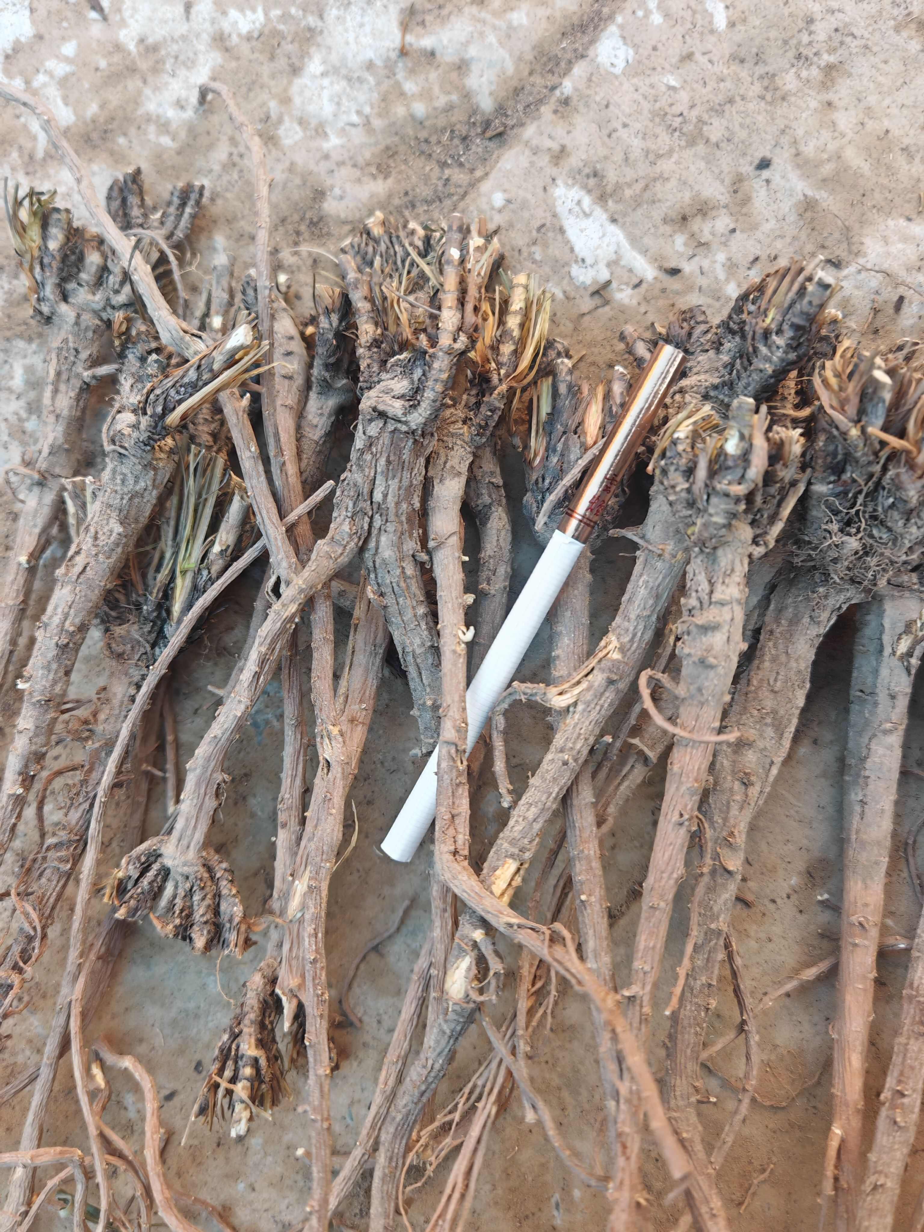 甘肃过风柴胡。货好价格合适