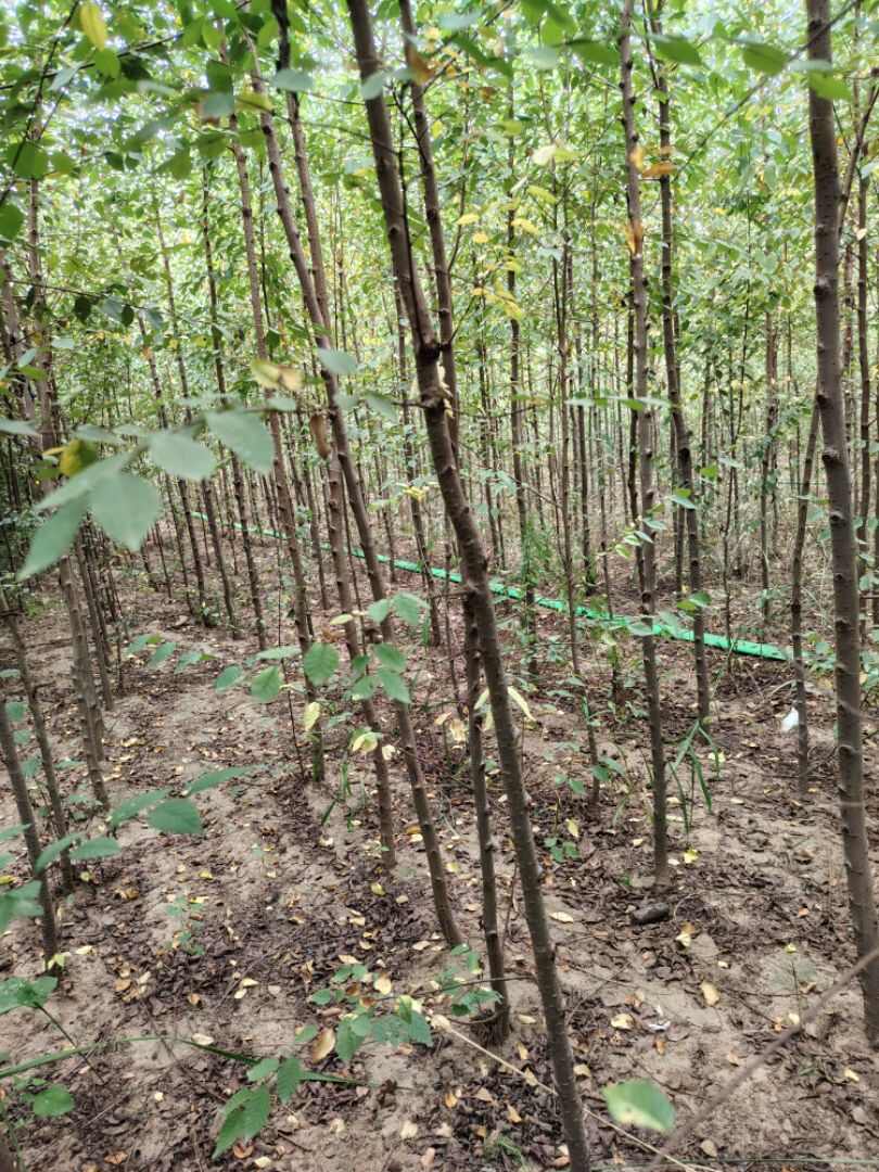 定植榆树（白榆）2一3公分