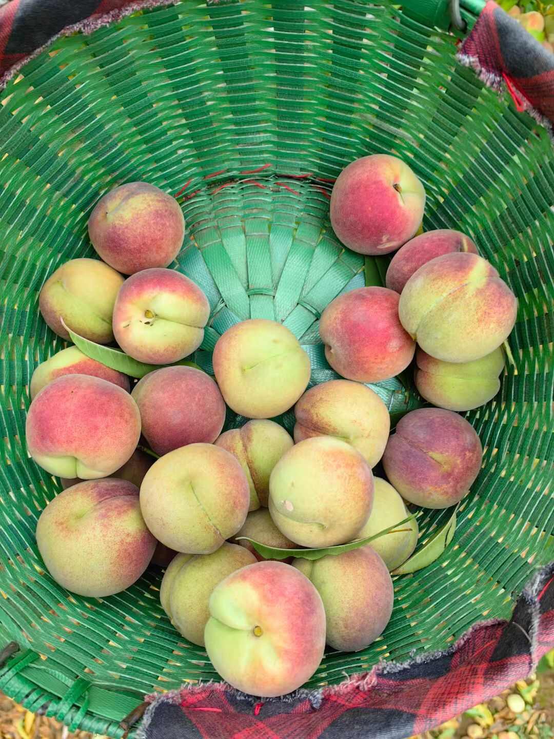 甘甜冬桃，物美价廉，农村天然种植，量大