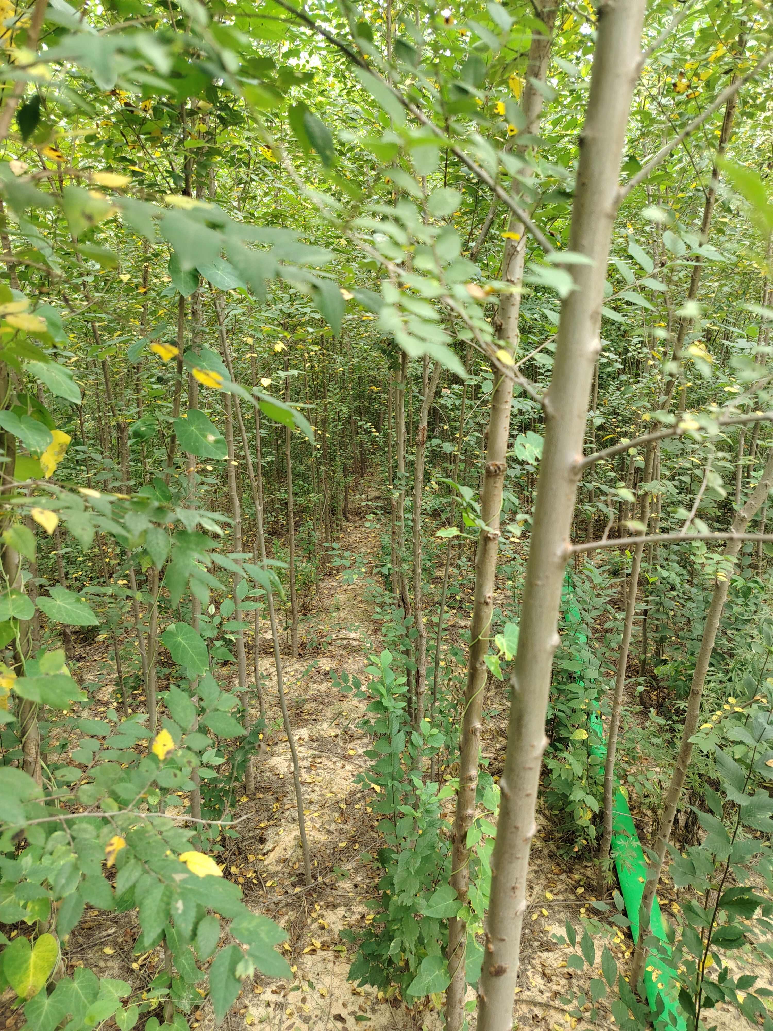 定植榆树（白榆）2一3公分