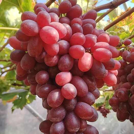 西昌市大凉山克伦生