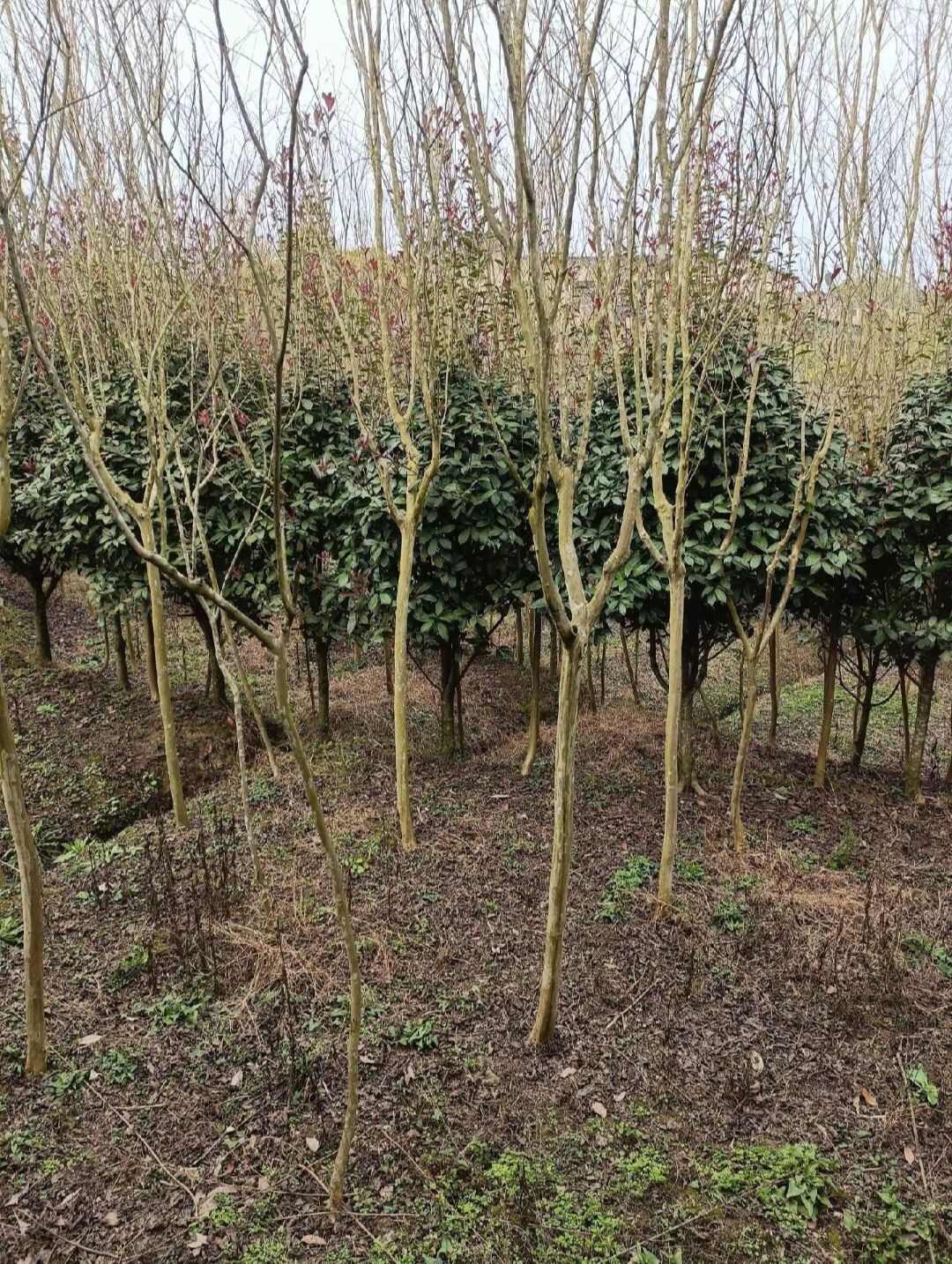 重庆垫江紫薇树，优质痒痒树