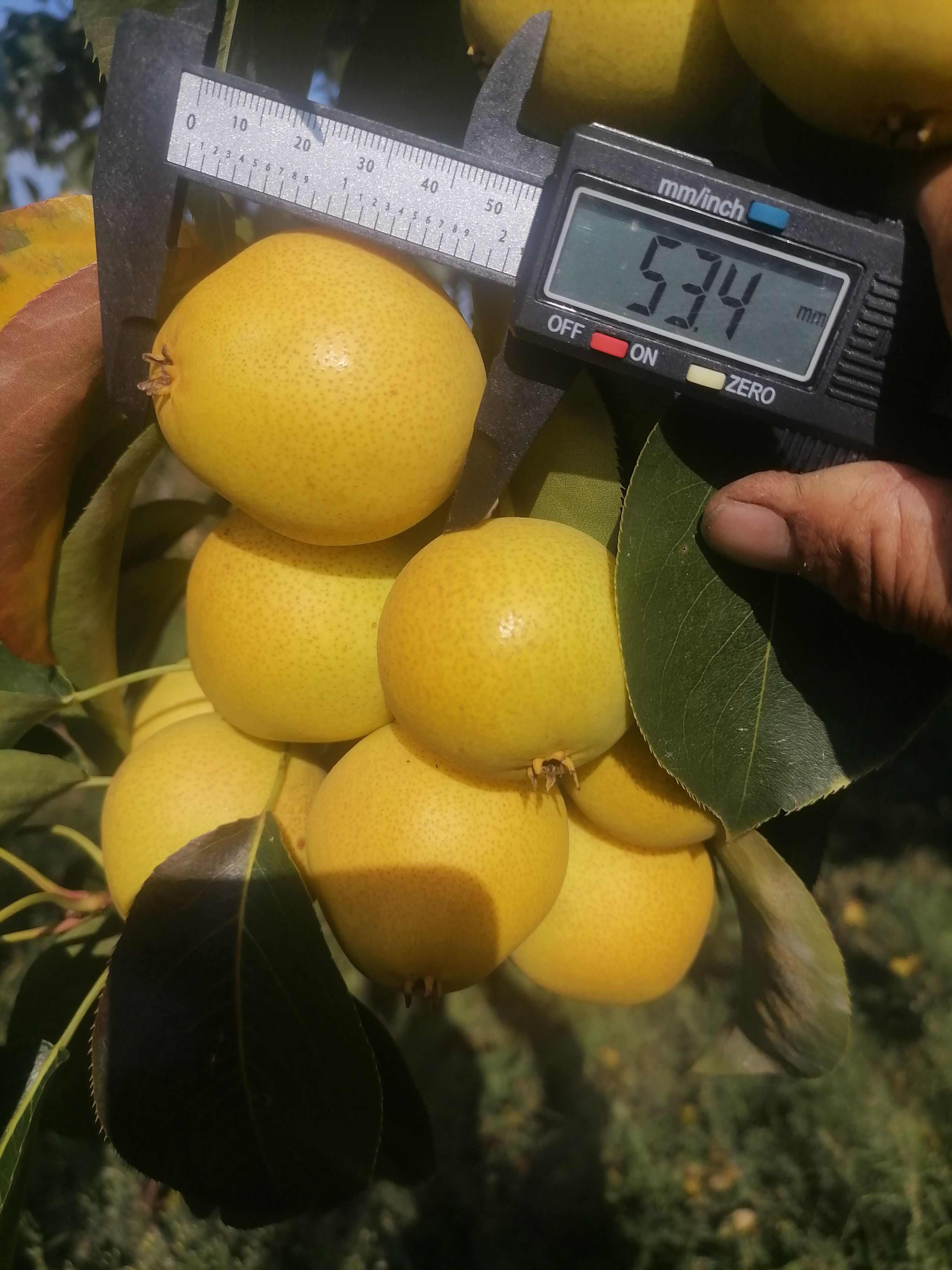 辽宁省传统的果树品种的梨树一一一秋子梨熟了
