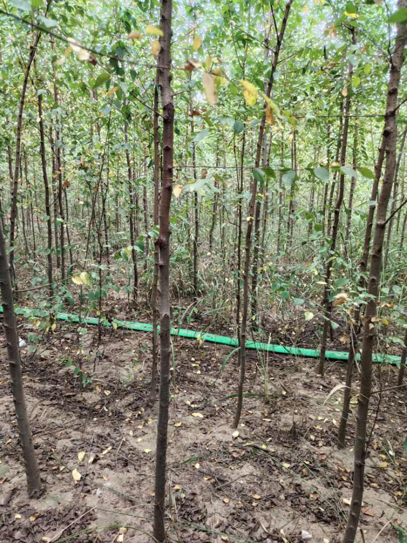 定植榆树（白榆）2一3公分
