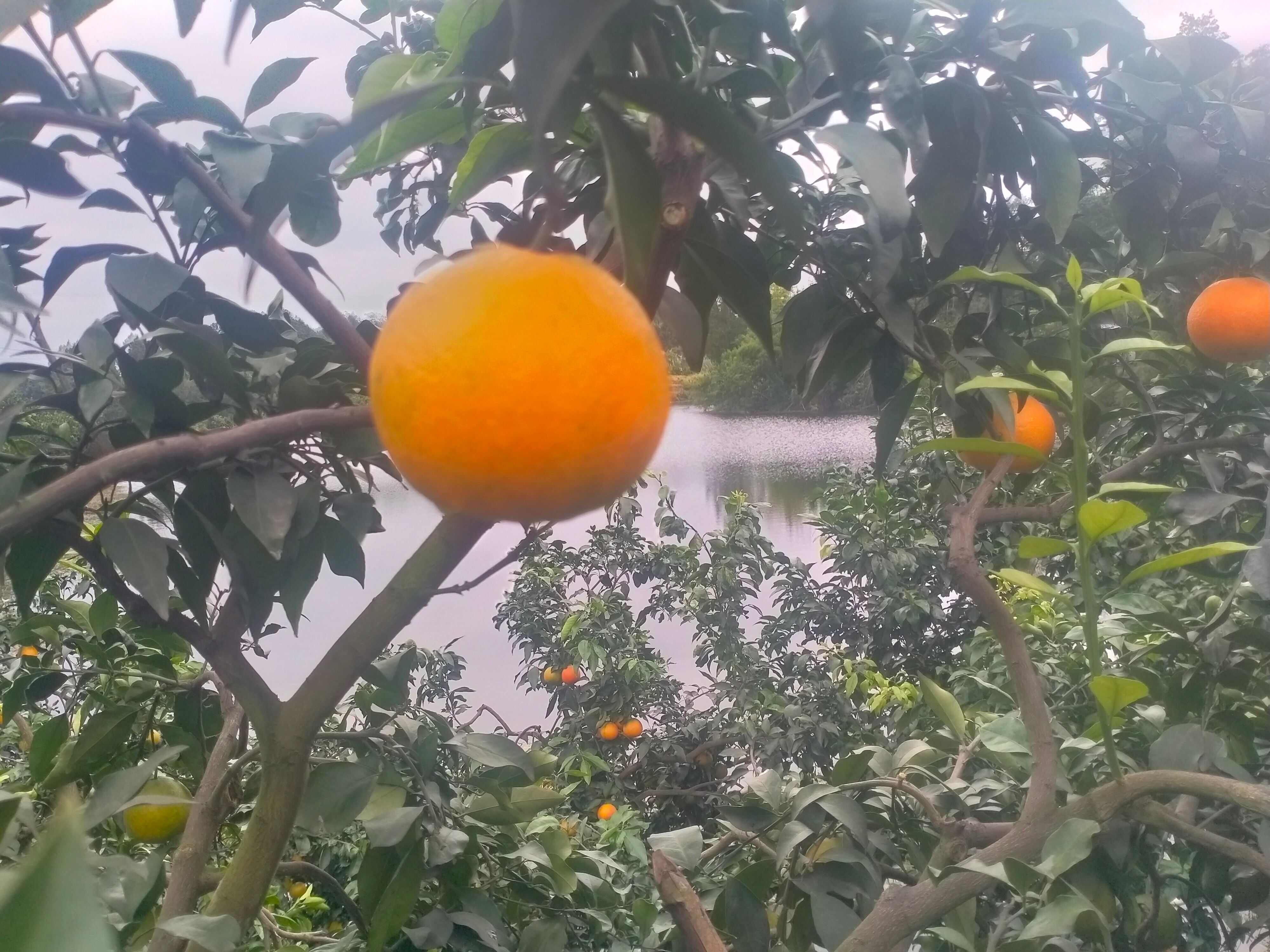 四川内江爱媛种植基地，当地土壤肥沃，水资源丰富，培育优质水果