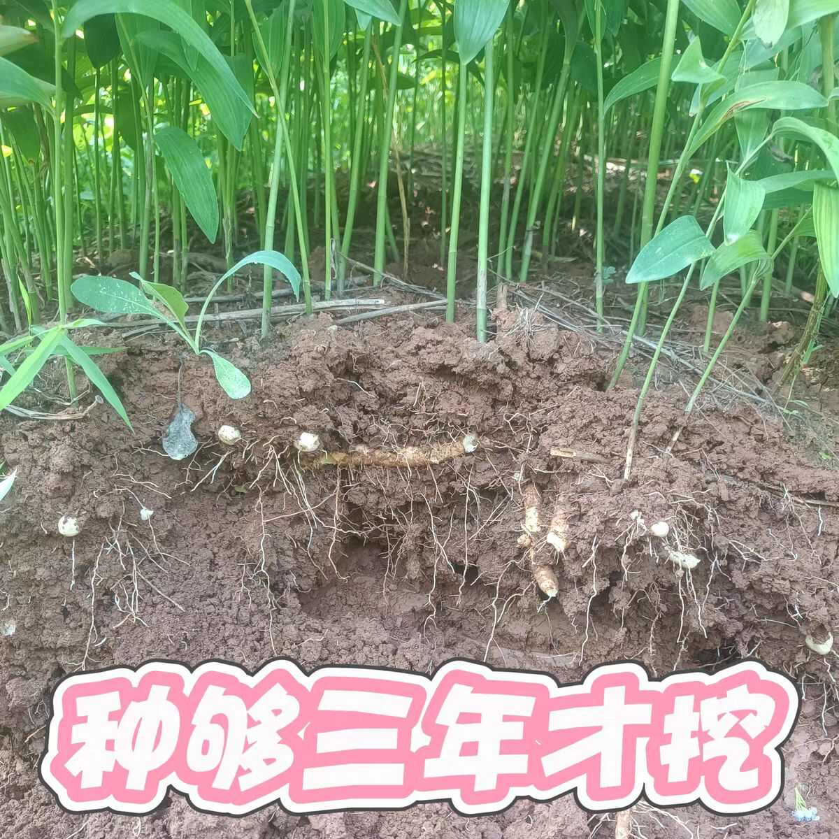 连州鲜玉竹现挖产地直批包邮