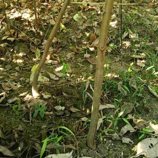 隆回县黄柏苗大货