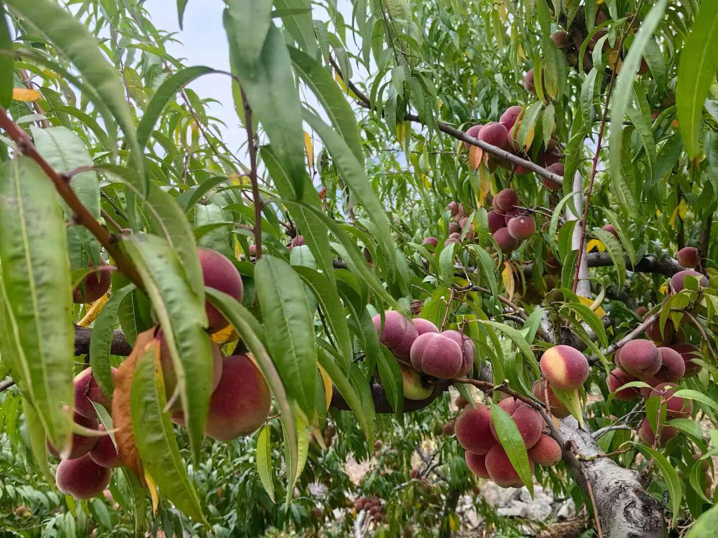 甘甜冬桃，物美价廉，农村天然种植，量大