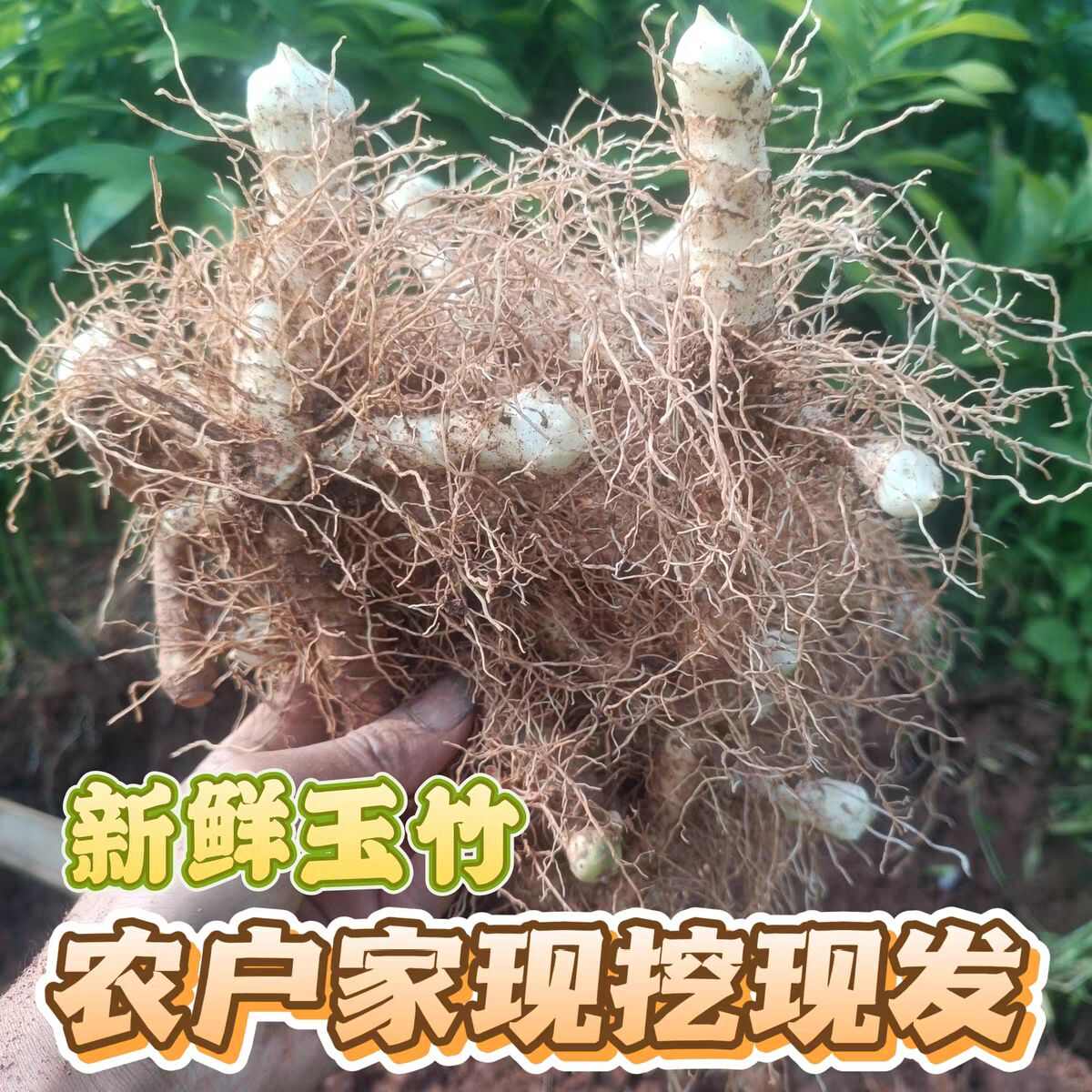 连州鲜玉竹现挖产地直批包邮