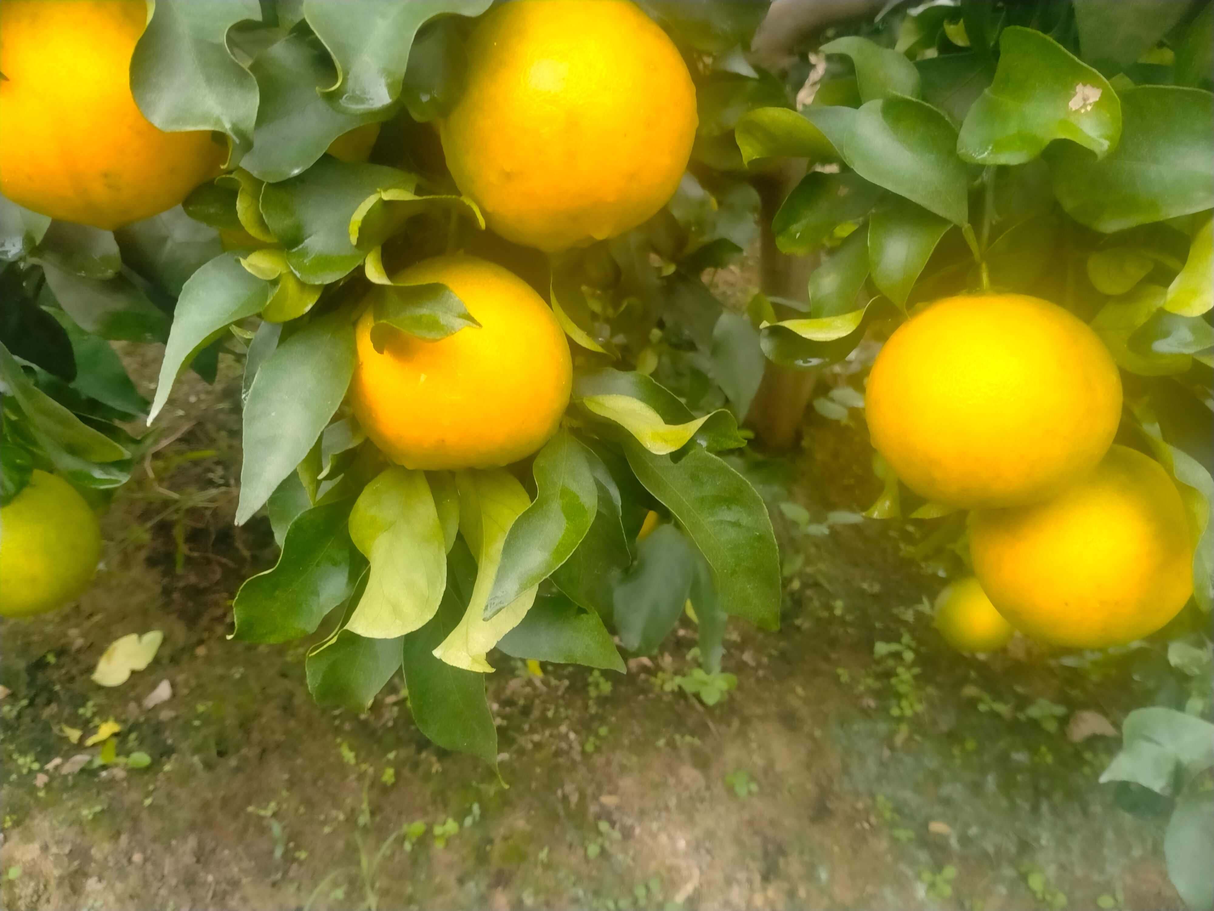 四川内江爱媛种植基地，当地土壤肥沃，水资源丰富，培育优质水果