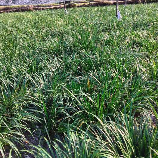 铅山县石菖蒲种苗