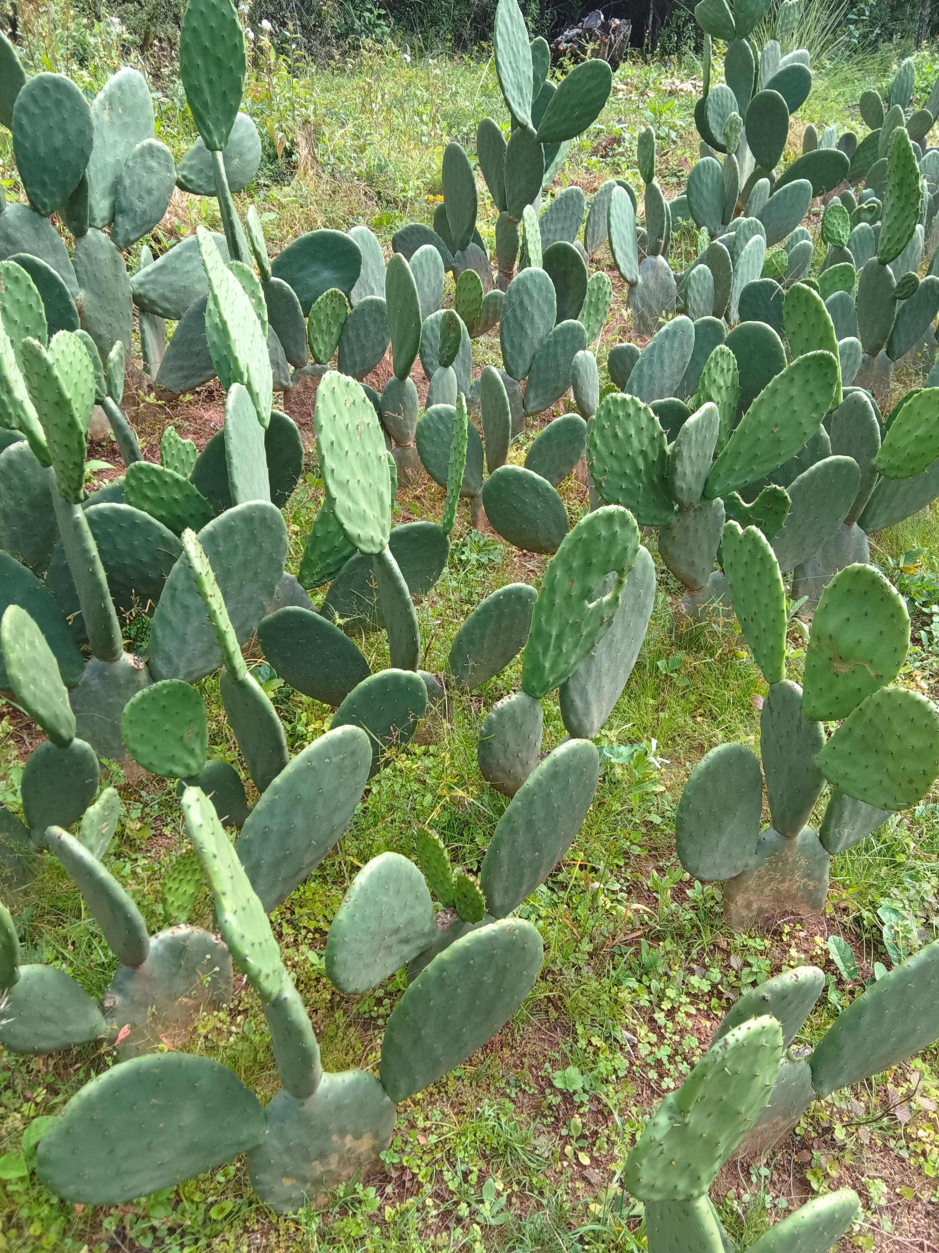 仙人掌