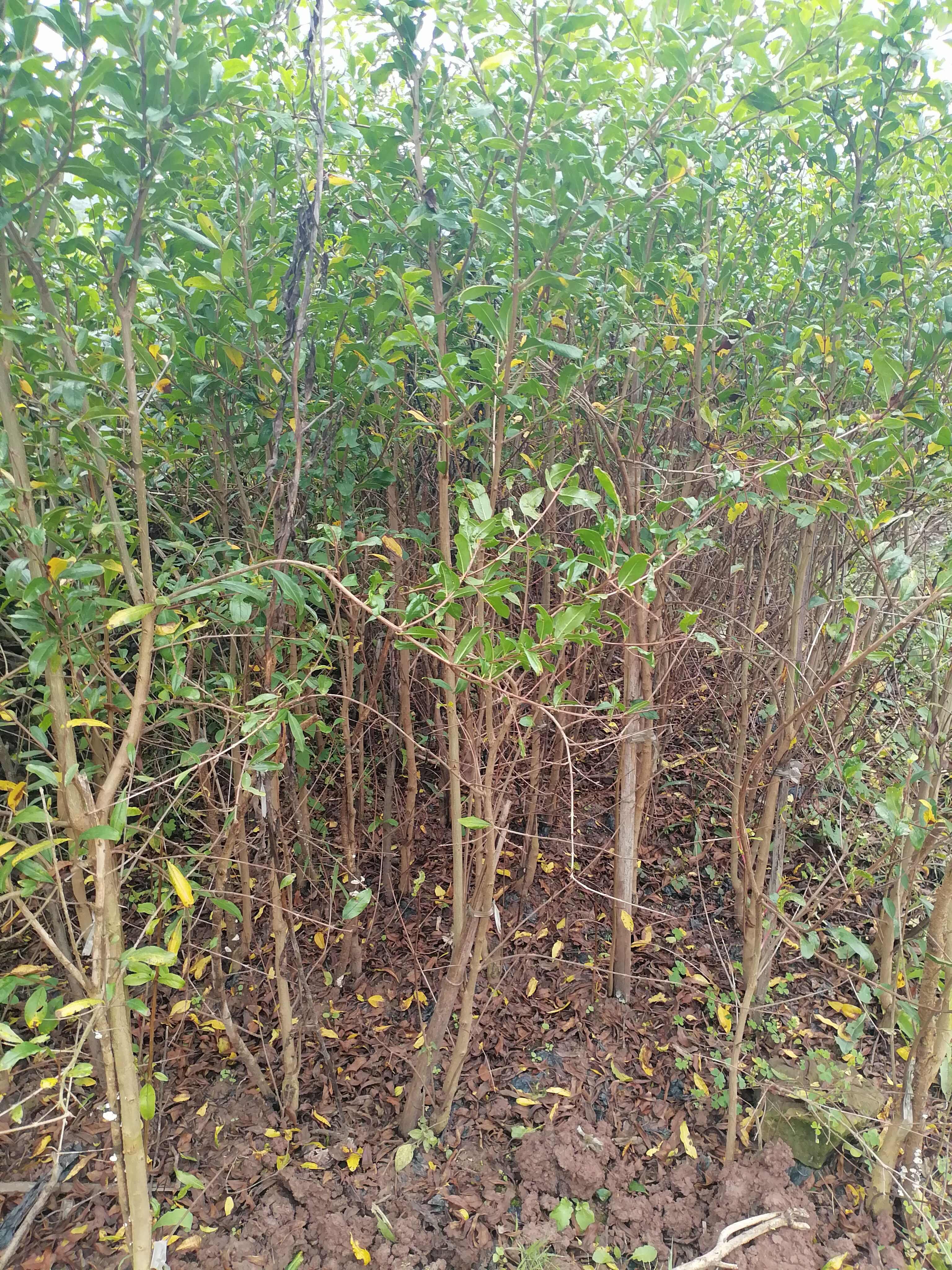 突尼斯软籽石榴树苗现挖现发成活率高品种纯正南北均可种植